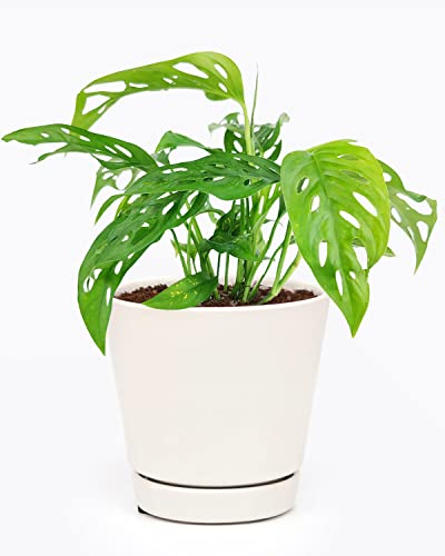 Monstera Adansonii 'Swiss Cheese'