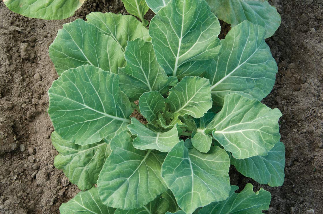 UtopiaSeeds Vates Collard Seeds - Premium Non-GMO Collard Greens Seeds for Home Gardening | Grow Delicious, Nutritious Vegetables for Salads, Soups & Southern Cooking