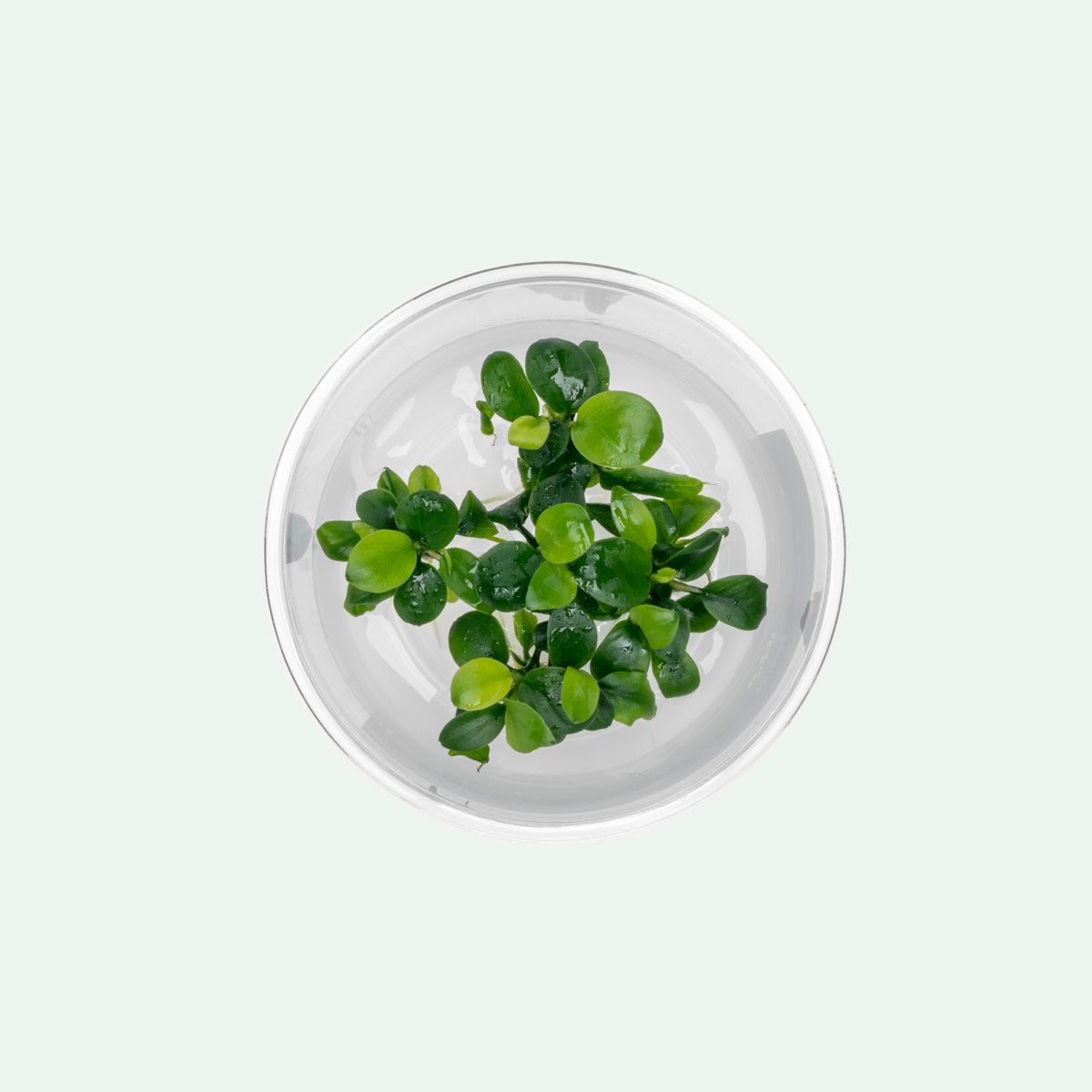Anubias Nana Petite Tissue Culture - Live Aquatic Plant for Freshwater Aquariums | Perfect for Nano Tanks, Aquascaping & Low Light Environments