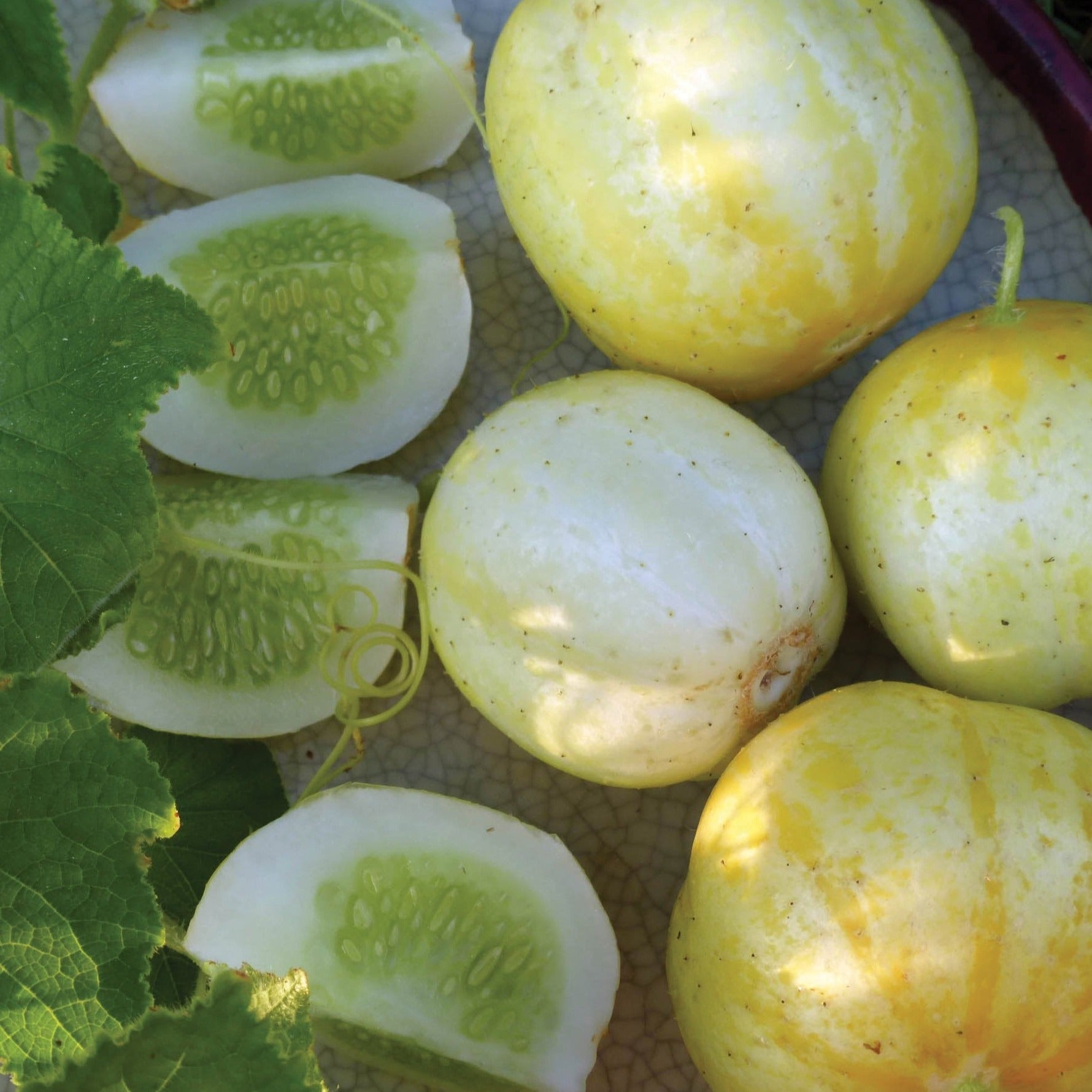 Organic Lemon Cucumber Seeds for Planting - Non-GMO, Heirloom Variety - Perfect for Home Gardens, Containers & Fresh Salads
