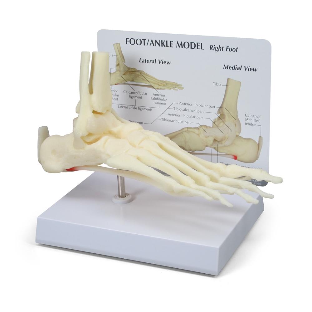Foot and Ankle Model for Plantar Fasciitis Relief - Ideal for Medical Training, Physical Therapy, and Patient Education