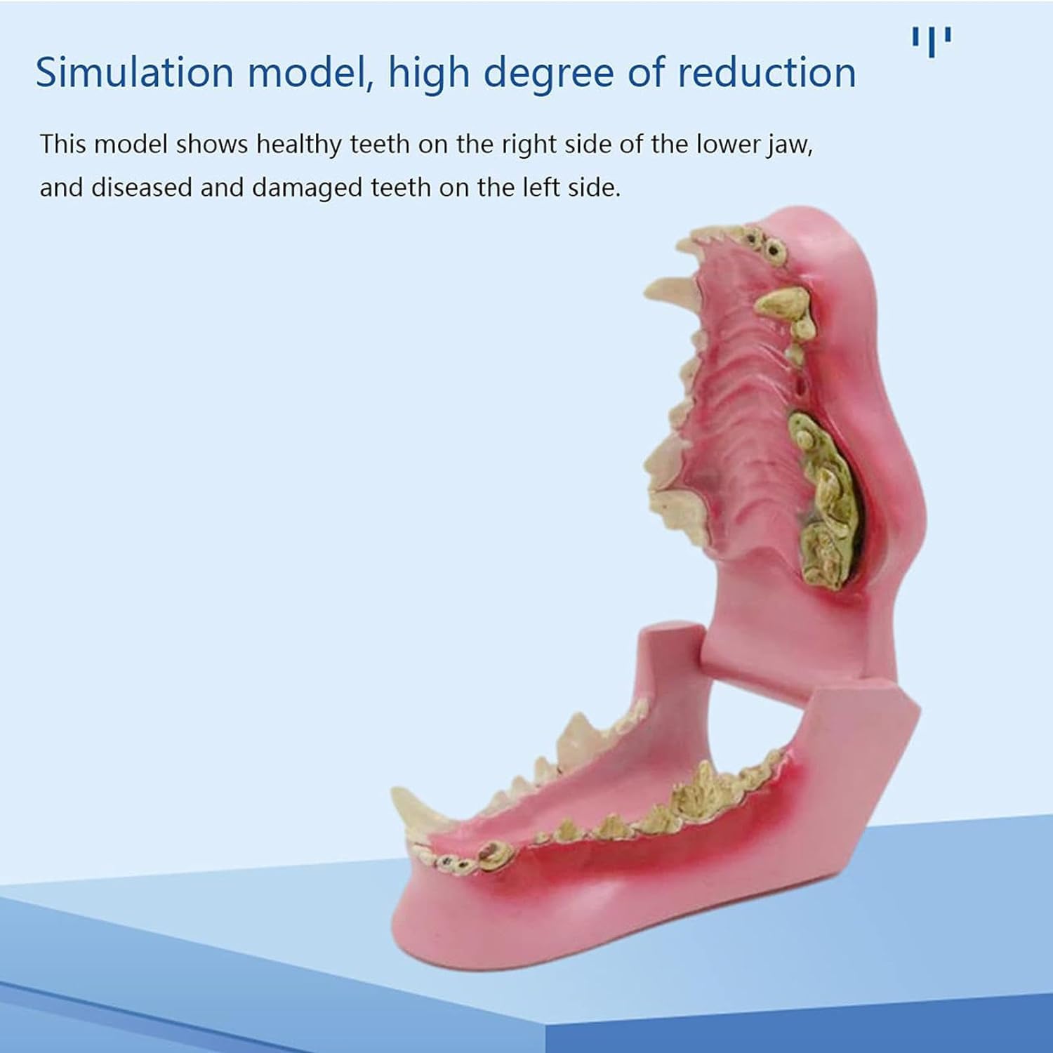 Veterinary Dental Anatomy Model - Canine Teeth & Pathological Dog Tooth Model for Veterinary Learning, Teaching & Education | Ideal for Vet Students, Classrooms & Dental Clinics