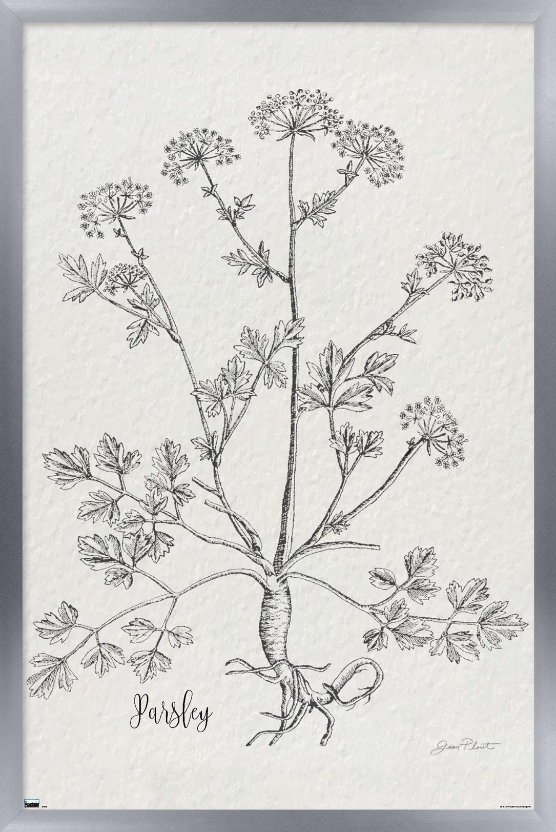 Trends International Jean Plout - Botanical Studies Parsley Wall Art Poster, 14.725 x 22.375 Inches, Silver Frame - Perfect for Home Decor, Office, or Gift