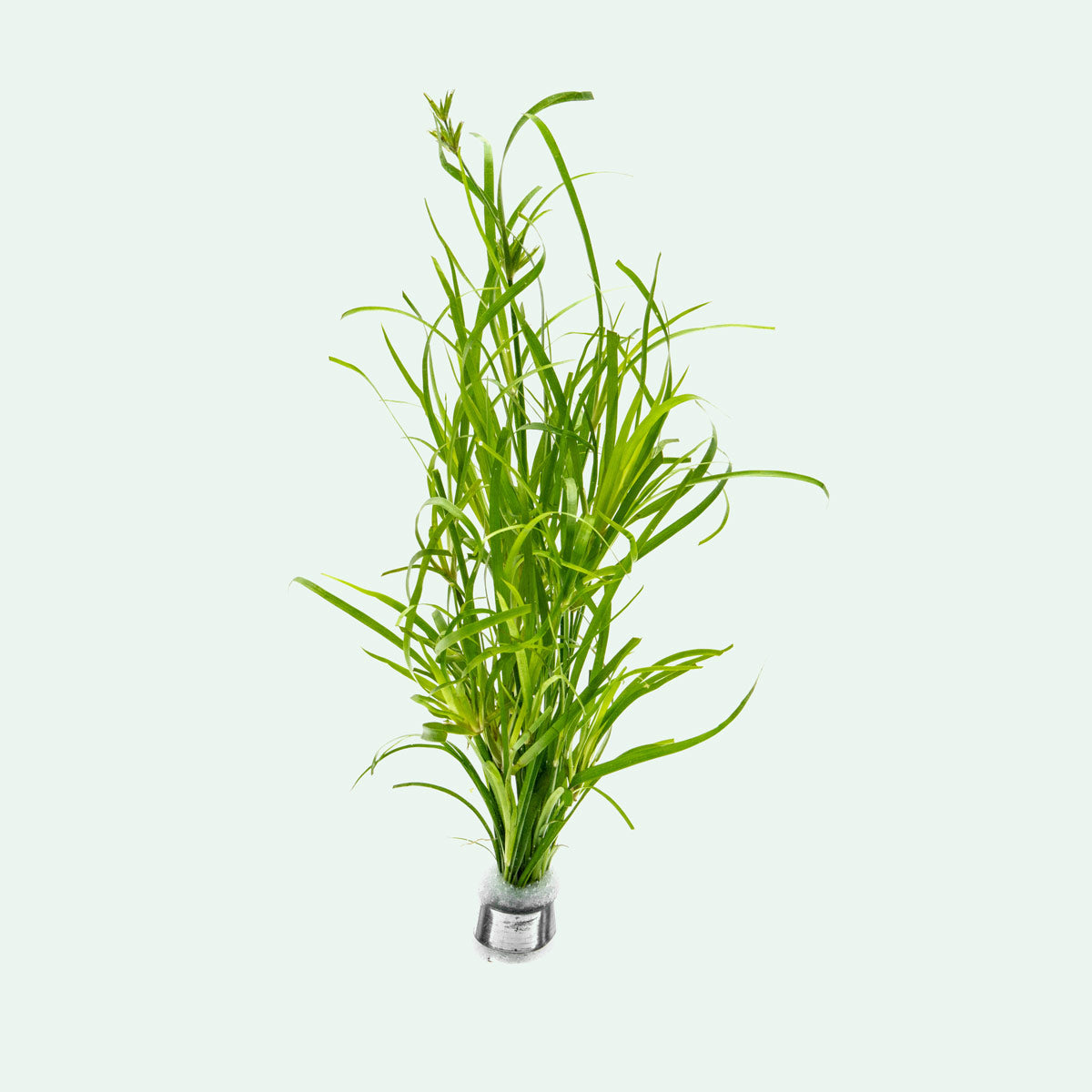 Juncus Repens Aquatic Plant for Freshwater Aquariums - Perfect for Aquascaping, Fish Tanks, and Water Gardens