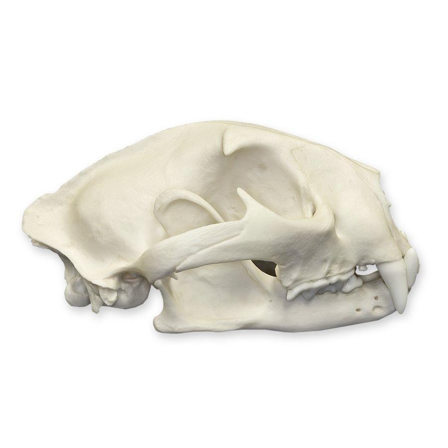 Authentic Replica Mountain Lion Skull - Male - Lifelike Home Decor, Educational Display & Wildlife Enthusiast Collection