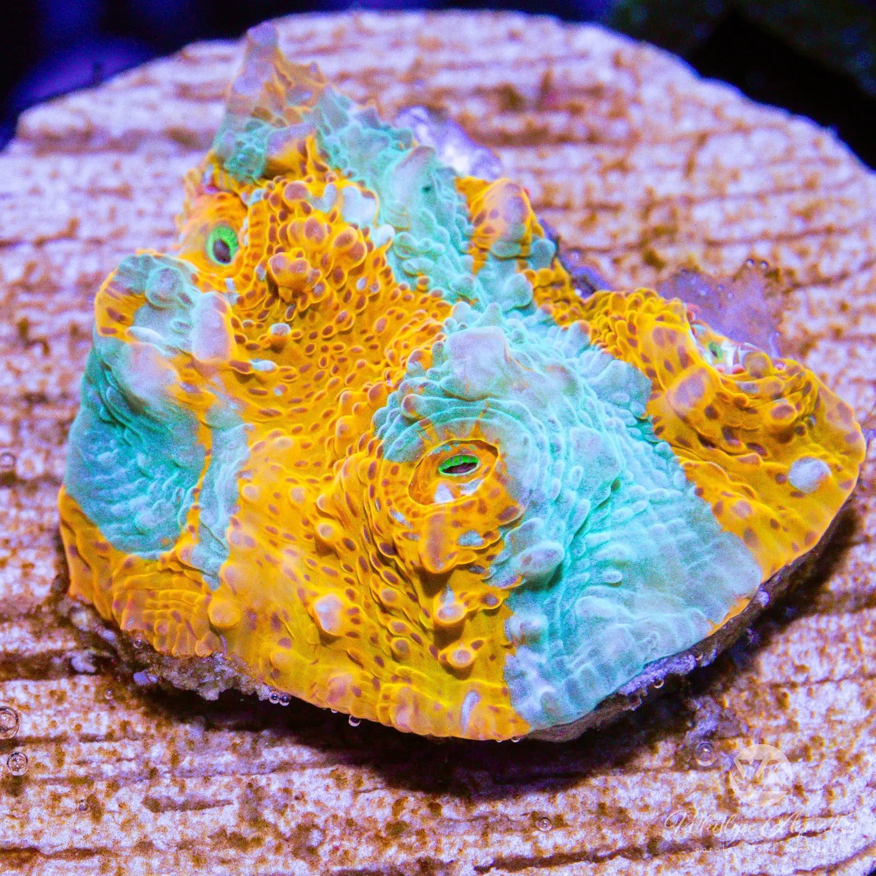 D35 WA Camo Chalice Coral - Premium WYSIWYG Live Coral for Saltwater Aquariums | Perfect for Reef Tanks & Marine Aquascaping