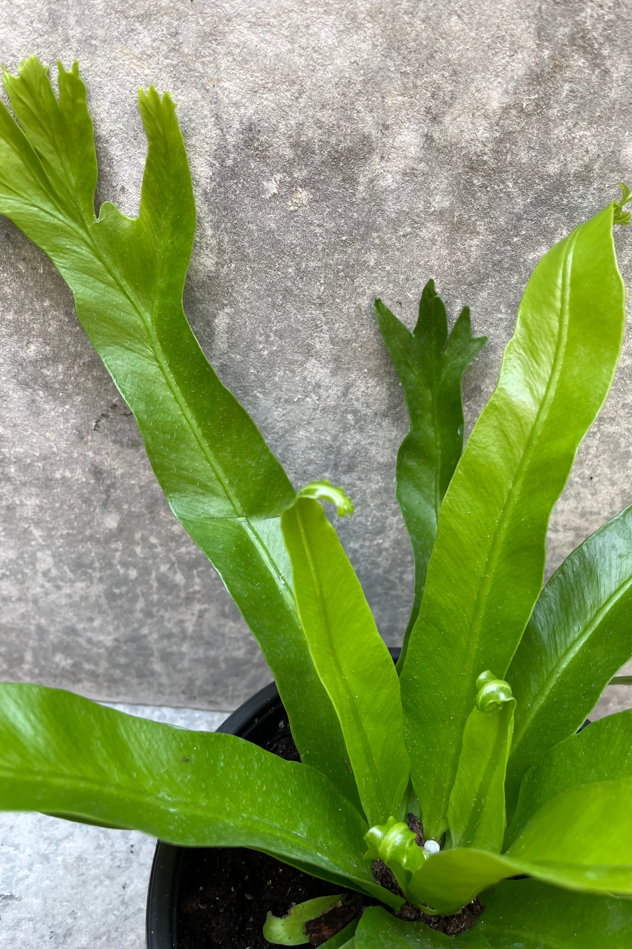 Asplenium Nidus 'Crissie' - 6 Inch Bird's Nest Fern - Perfect for Home Decor, Office Plants & Indoor Gardening - Low Maintenance Houseplant for Living Rooms, Bathrooms & Shelves