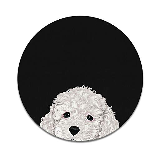 White Toy Poodle