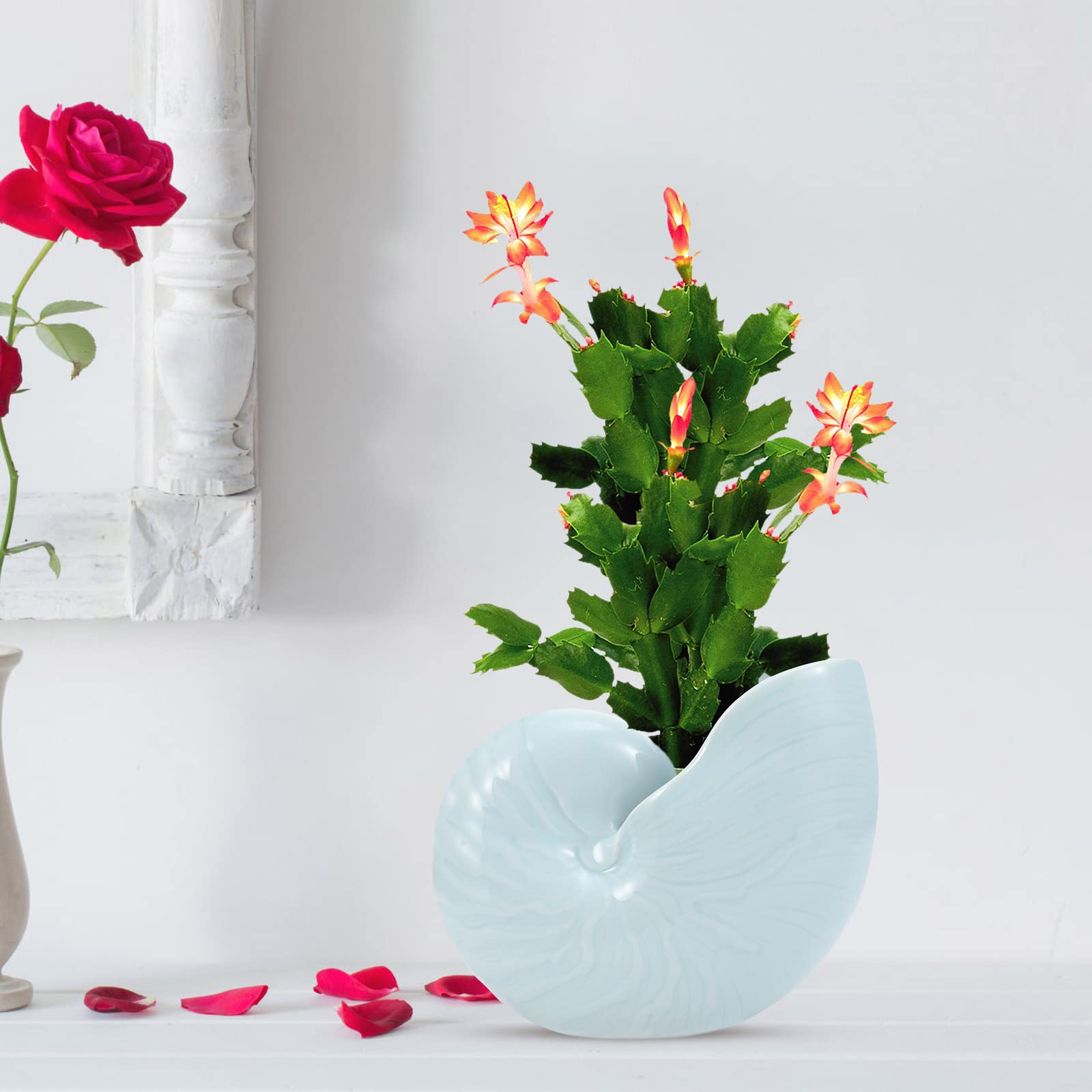 BESPORTBLE 1pc Ceramic Conch Planter - Stylish Indoor Flower Pot for Succulents, Bonsai, Green Plants | Perfect for Home Decor, Office Desk, and Garden Planting
