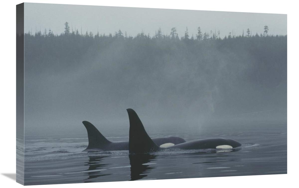Orca Male and Female Surfing in Johnstone Strait BC Canada - Stunning Canvas Wall Art 30x20 Inches - Perfect for Living Room, Bedroom & Office Decor