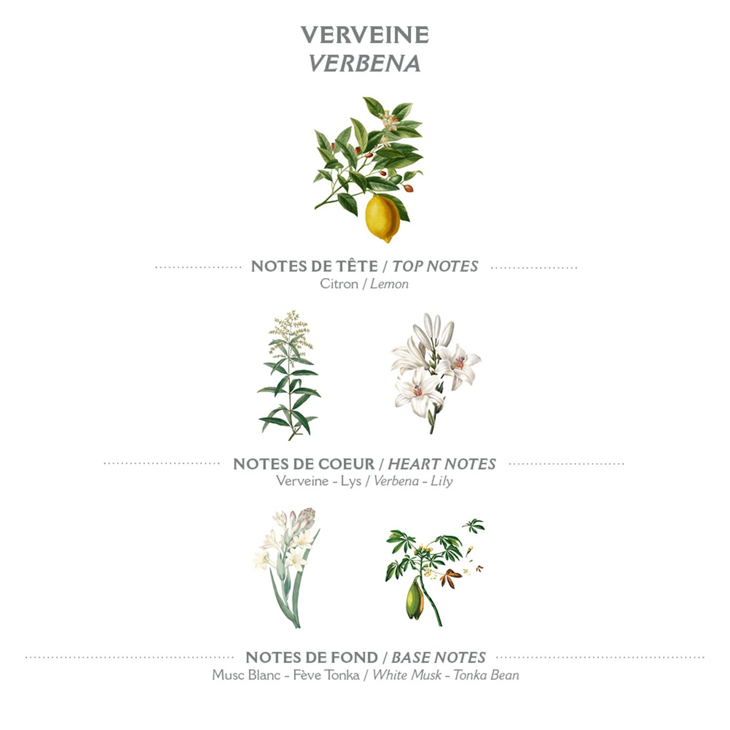 Panier des Sens Verbena Body Lotion for Dry Skin - Hydrating & Nourishing Body Cream with Shea Butter & Olive Oil - 97% Natural Ingredients Moisturizer for Women - 8.45 Fl Oz - Perfect for Daily Hydration & Post-Shower Skin Care