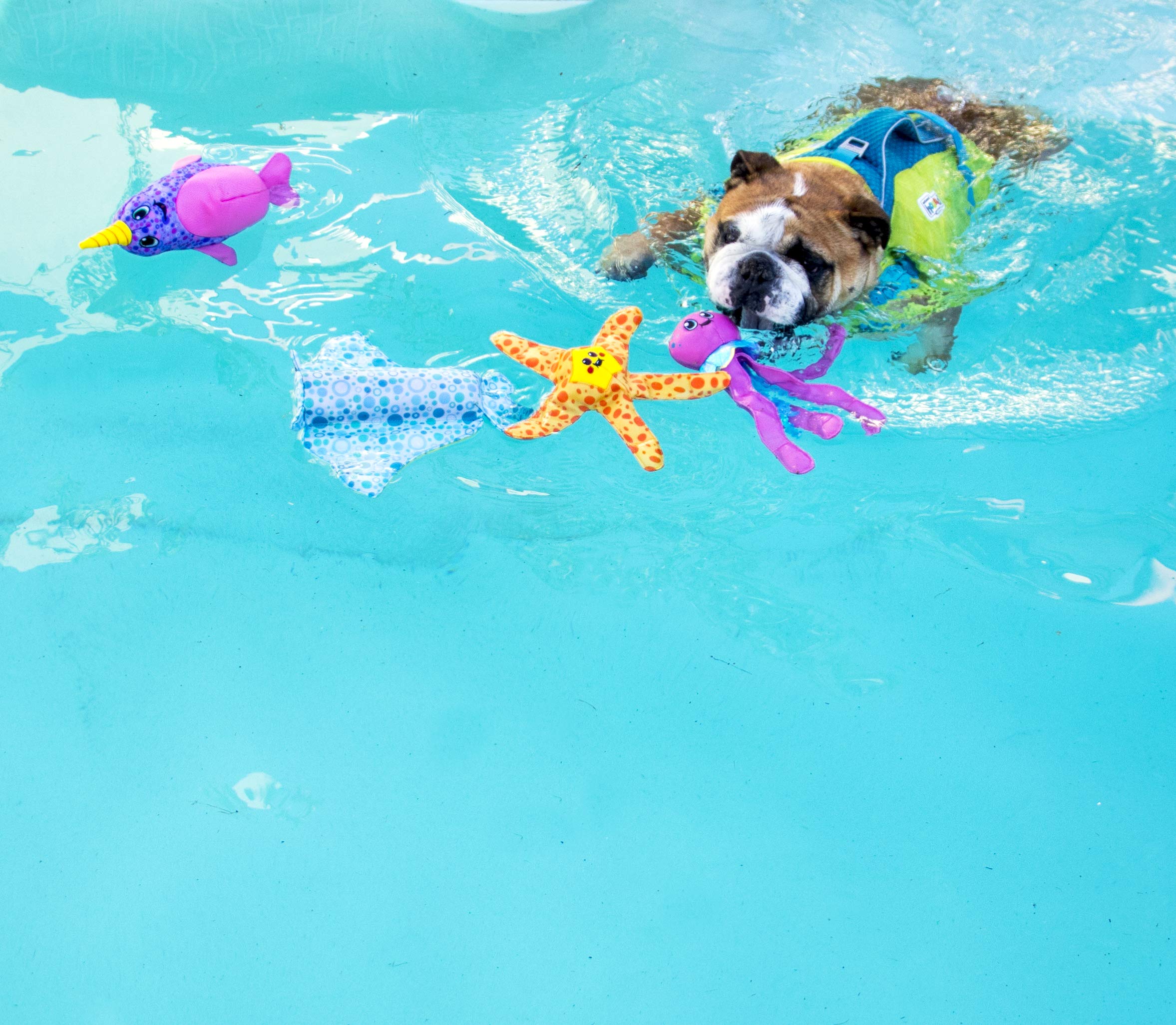 Outward Hound Floatiez Turtle Interactive Floating Dog Toy for Swimming & Water Play - Medium Size Dog Pool Toy for Summer Fun