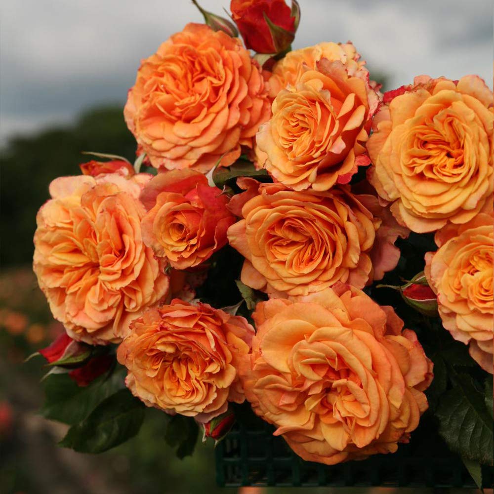 Sunbelt Crazy Love Grandiflora Rose - Live Rose Plant by Heirloom Roses | Fragrant Blooming Perennial for Gardens, Landscaping & Outdoor Decor
