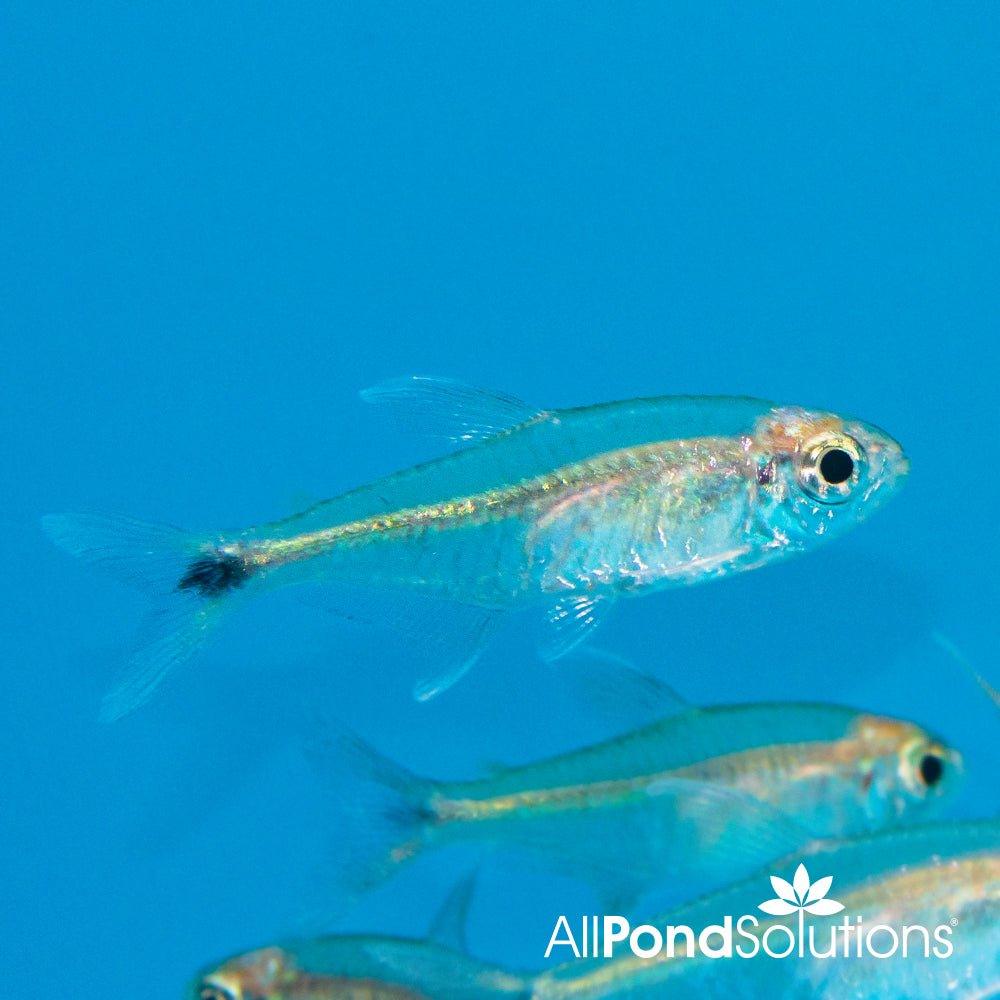 Gold Tetra Fish (Hemigrammus rodwayi) - Live Freshwater Aquarium Fish for Tropical Tanks | Perfect for Community Aquariums & Planted Tanks