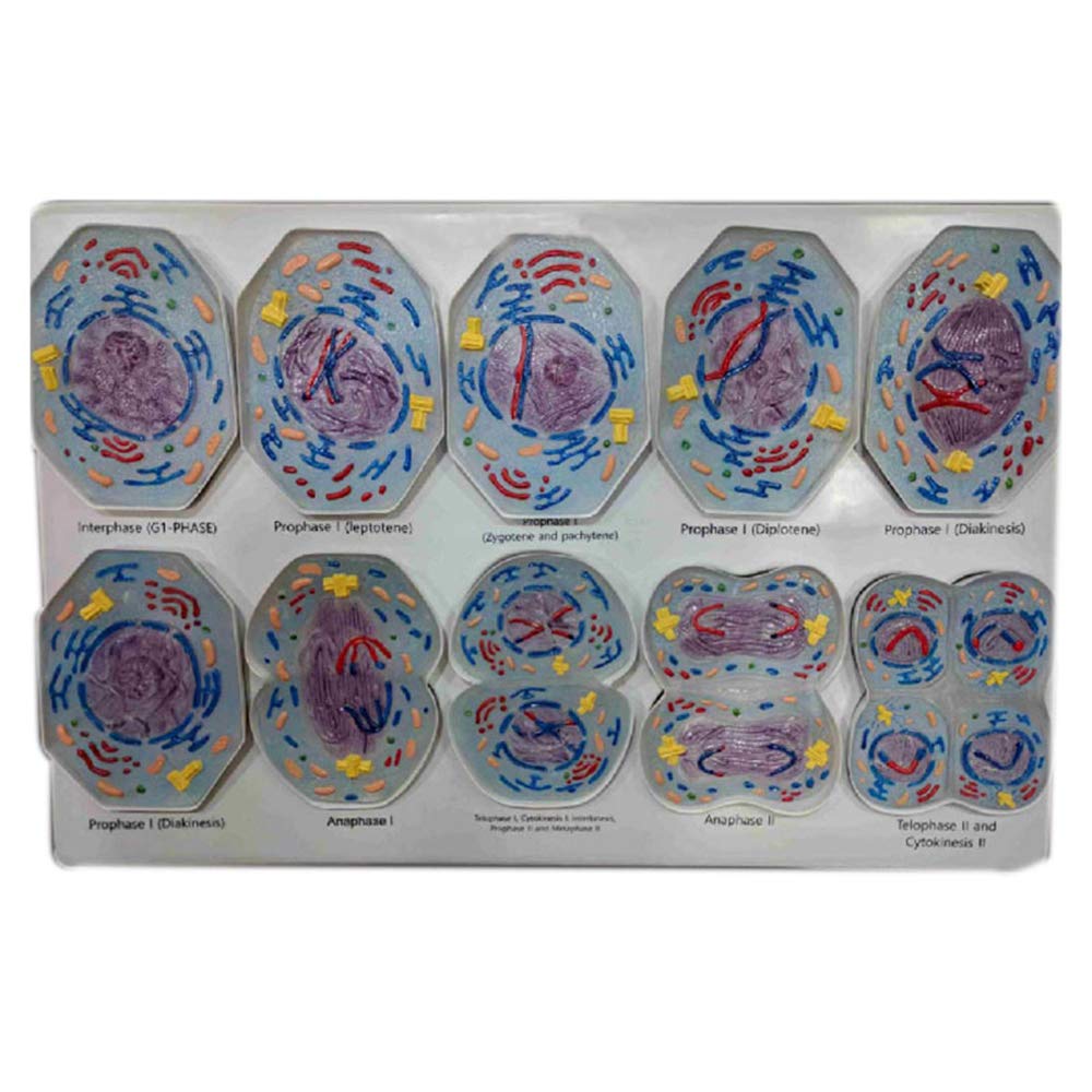 10-Part Cell Meiosis Anatomical Model - Biology Classroom Teaching Aid for Cell Structure & Division Stages - Medical Study Display Tool for Students & Teachers | Perfect for Science Labs & Homeschool Education
