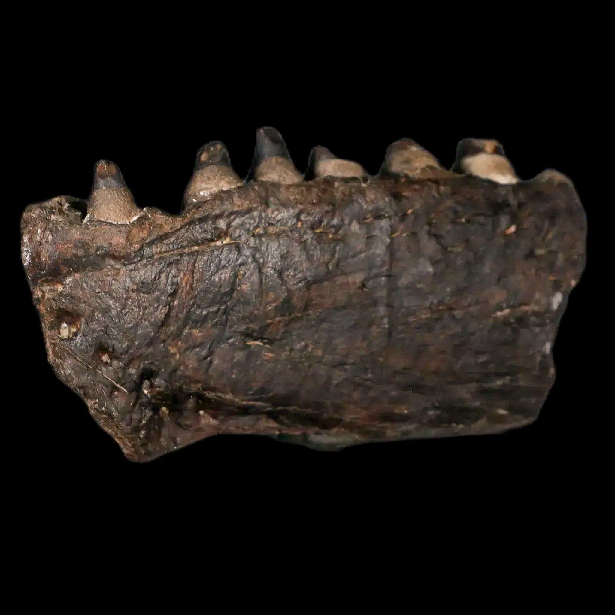 Authentic 3 Pachyrhizodus Sp Fossil Fish Jaw Teeth - Cretaceous Dinosaur Era Specimen from Ozan Formation, Texas | Rare Paleontology Collectible for Museum Displays & Educational Use