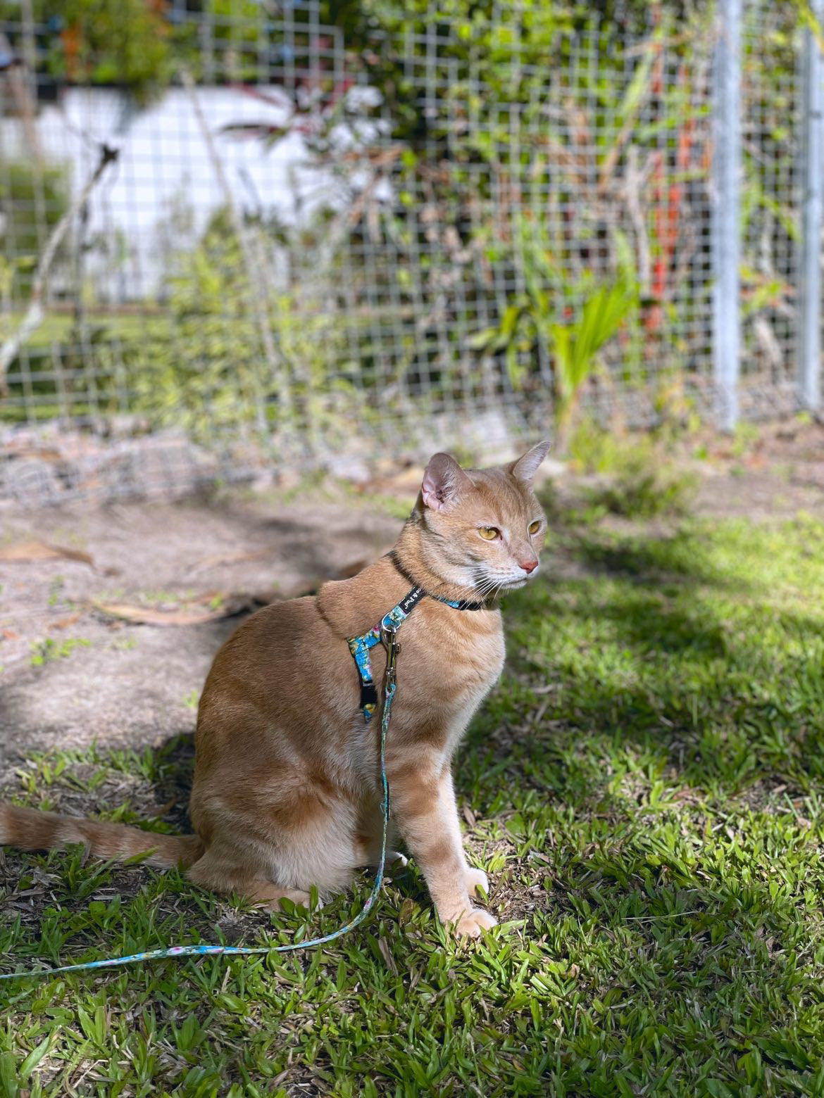 Flamingo Tropical Cat Lead - Adjustable Pet Leash for Small & Medium Cats - Perfect for Walking, Travel & Outdoor Adventures