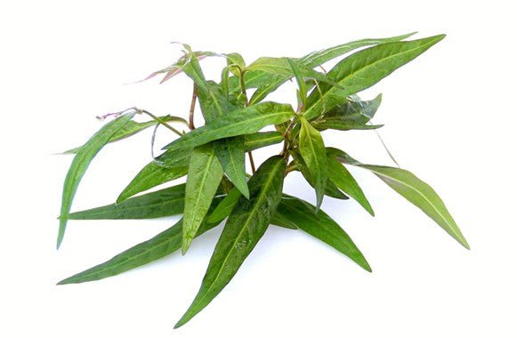 Dennerle Persicaria sp. 'Sao Paulo' - Live Aquatic Plant for Freshwater Aquariums | Perfect for Aquascaping, Fish Tanks & Planted Aquariums