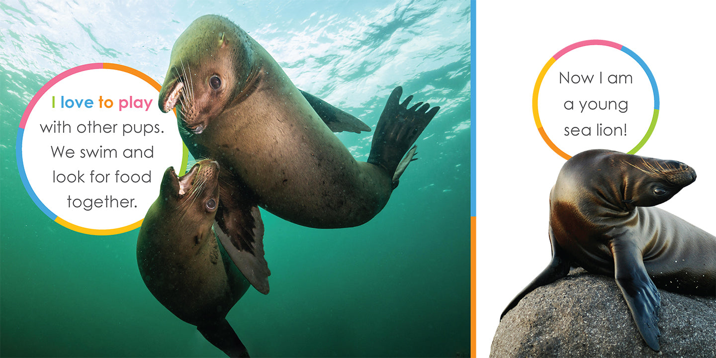 Baby Sea Lions Book - ISBN 978-1-64026-355-0 | Children's Marine Life Educational Story | Perfect for Bedtime Reading & Classroom Learning