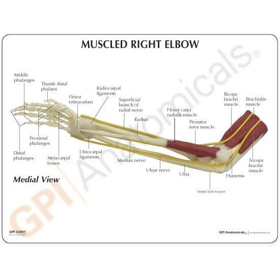 Elbow Joint Model with Muscles - Anatomical Human Arm Model for Medical Education & Physical Therapy - Perfect for Classroom, Clinic & Home Study