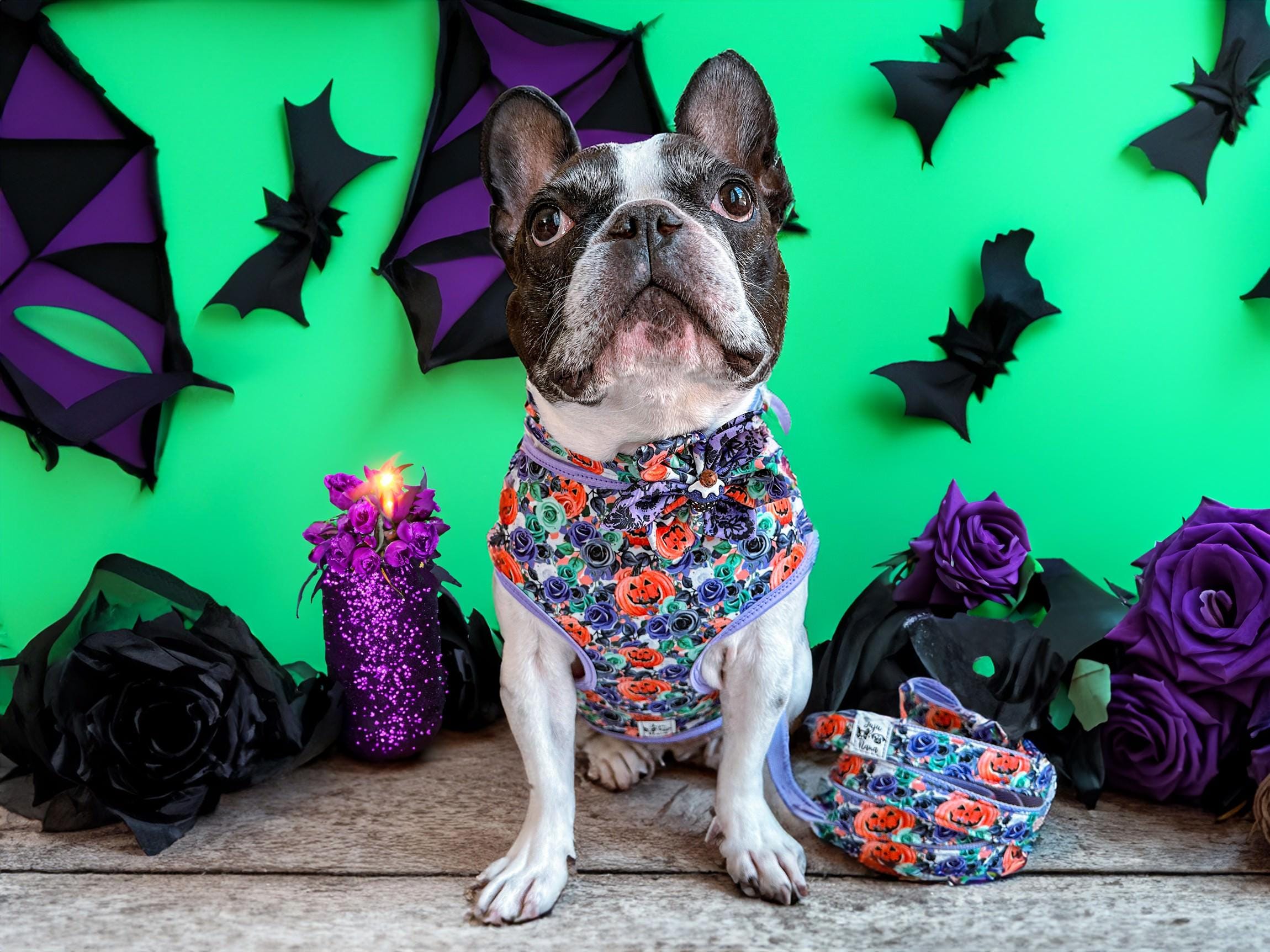 Halloween Dog Harness with Pumpkin & Rose Flowers Design - Perfect for Pet Costume Parties & Spooky Festive Events