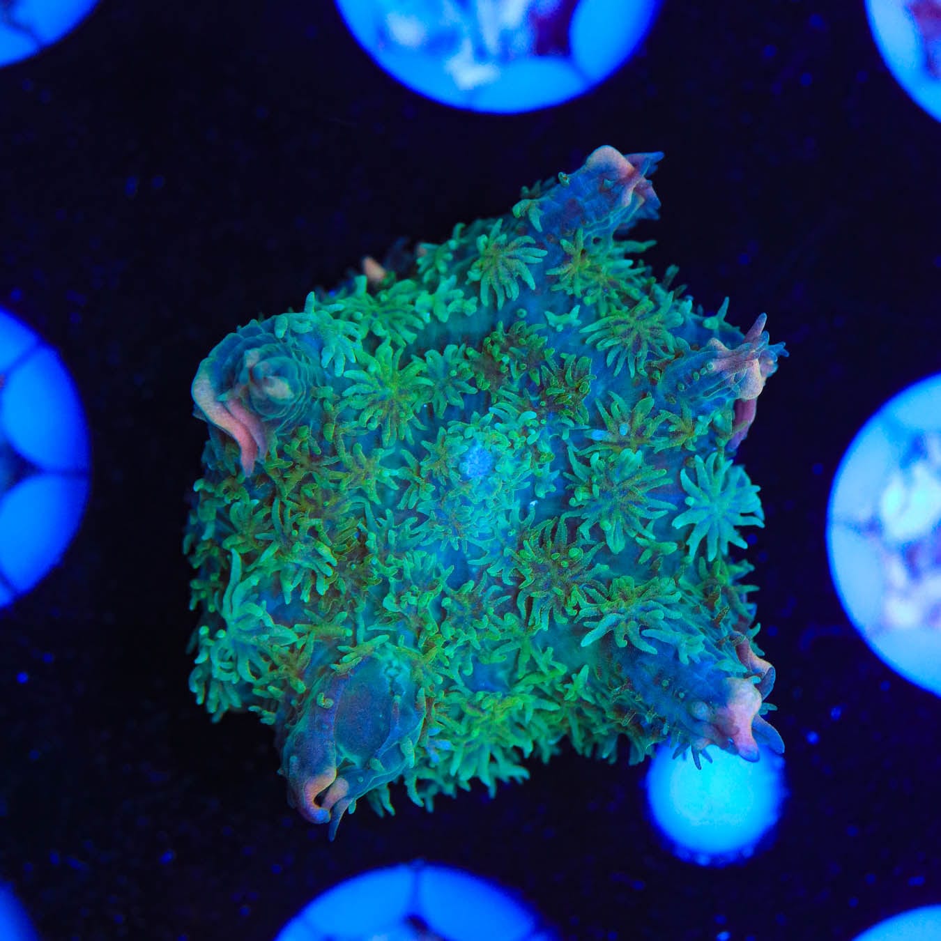 Frankenstein Bounce Mushroom Coral for Saltwater Aquariums - Vibrant Coral for Reef Tanks & Marine Displays