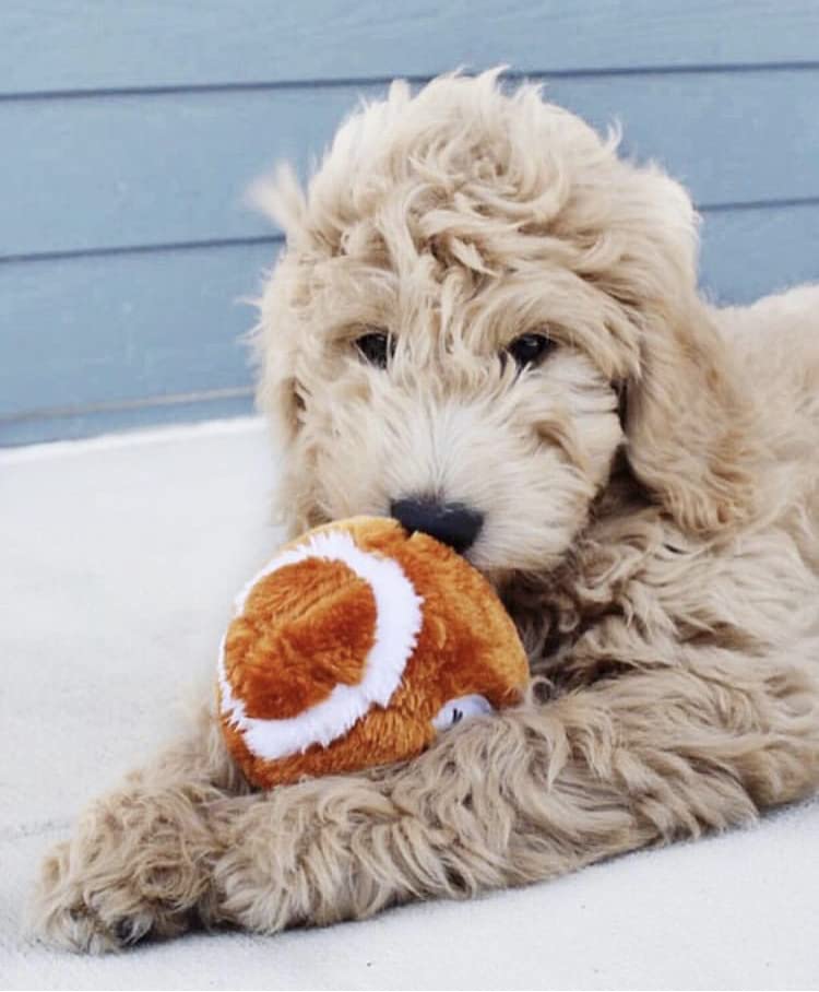 Soft Plush Football Dog Toys for Chewing & Fetching - 3 Pack, Durable & Safe Pet Playtime Toys for Small & Medium Dogs - Perfect for Indoor & Outdoor Play