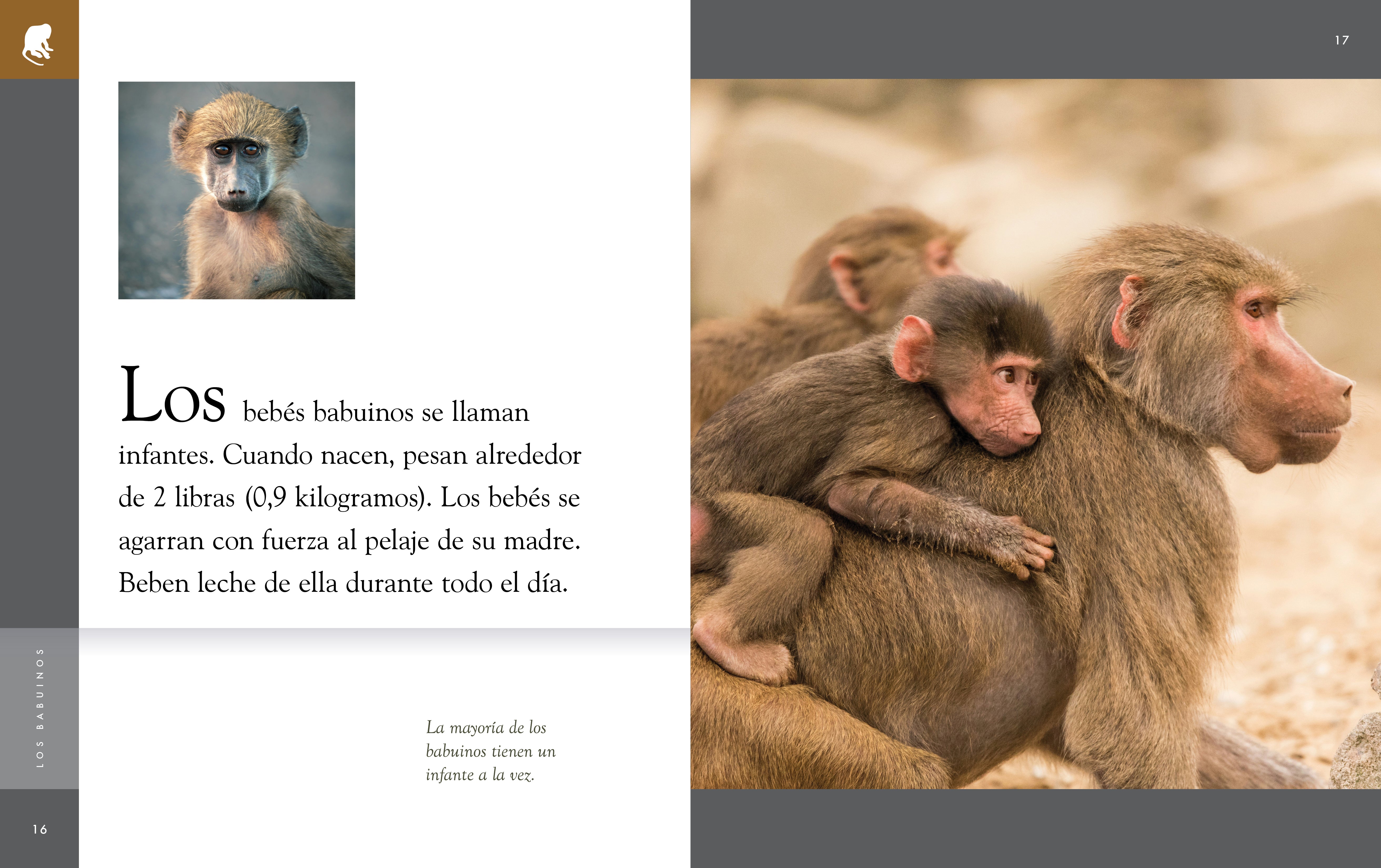 Planet Animal 2025 - Los Babuinos | Premium Collectible Figurine for Home Decor & Gifts | Perfect for Animal Lovers & Safari-Themed Collections
