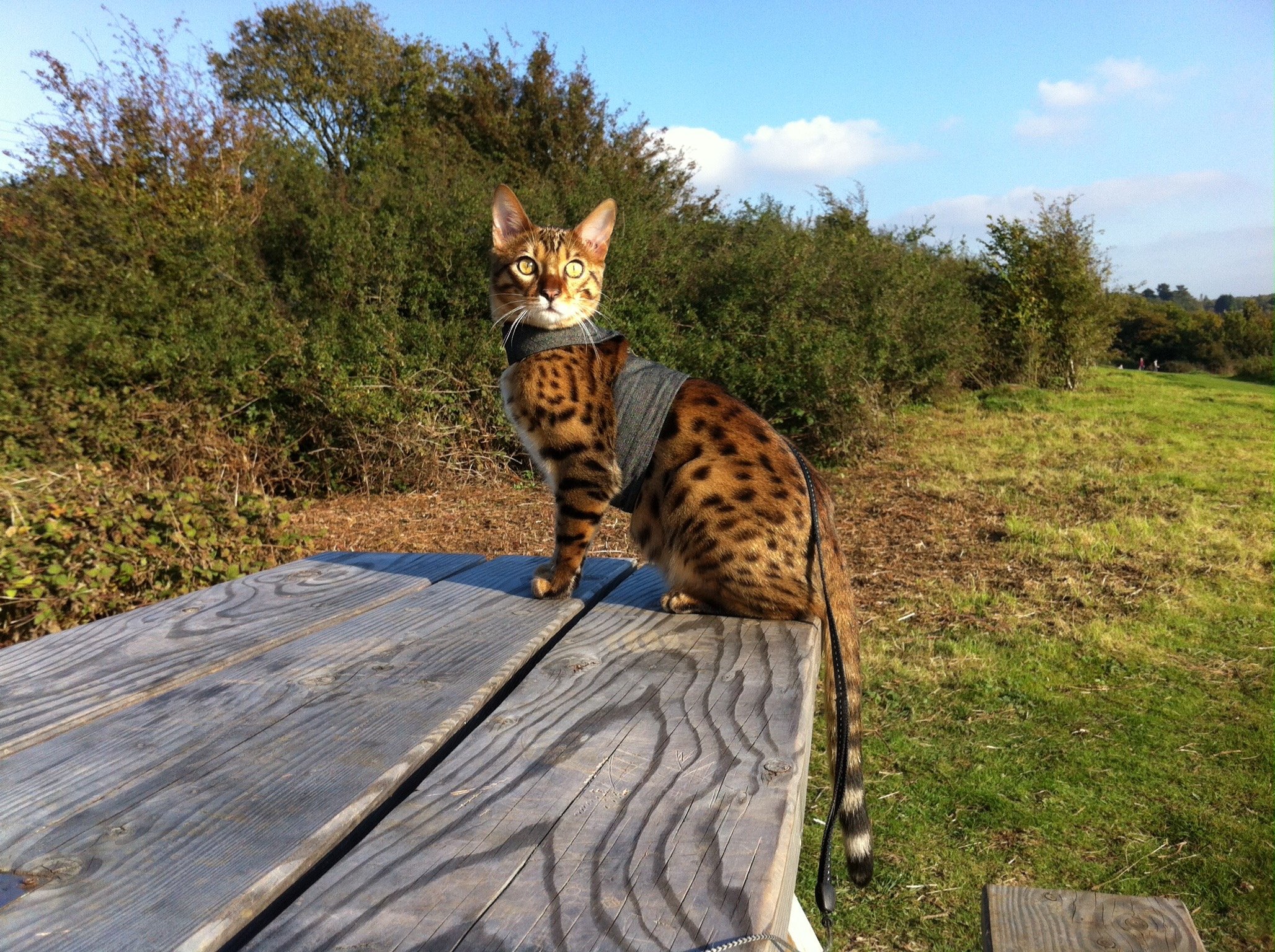 Premium Black Denim Cat Jacket & Harness for Adult Cats - Escape-Proof Walking Vest for Outdoor Adventures and Vet Visits