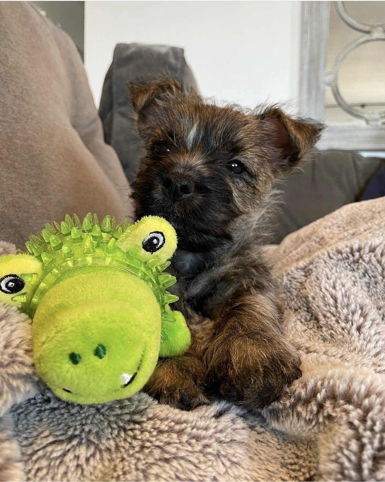 Spunky Pup Lil' Bitty Squeakers Dog Toy - Small Dog Chew Toy with Ball Squeaker, Alligator Shape for Puppies & Small Breeds | Perfect for Indoor Play, Training & Teething Relief