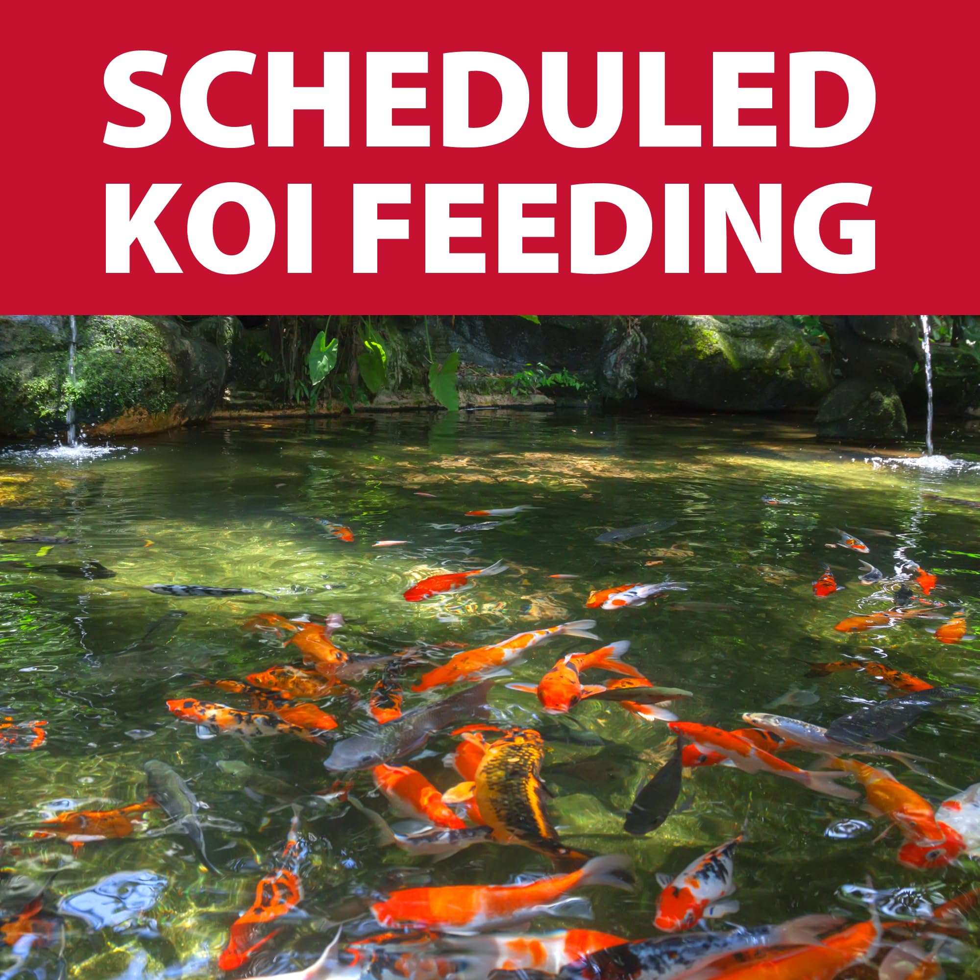 The Pond Guy KoiGrower Automatic Pond Fish Food Dispenser - Solar, Battery & AC Powered Koi Pellet Feeder with 5 Gallon Capacity - Perfect for Outdoor Koi Ponds & Water Gardens