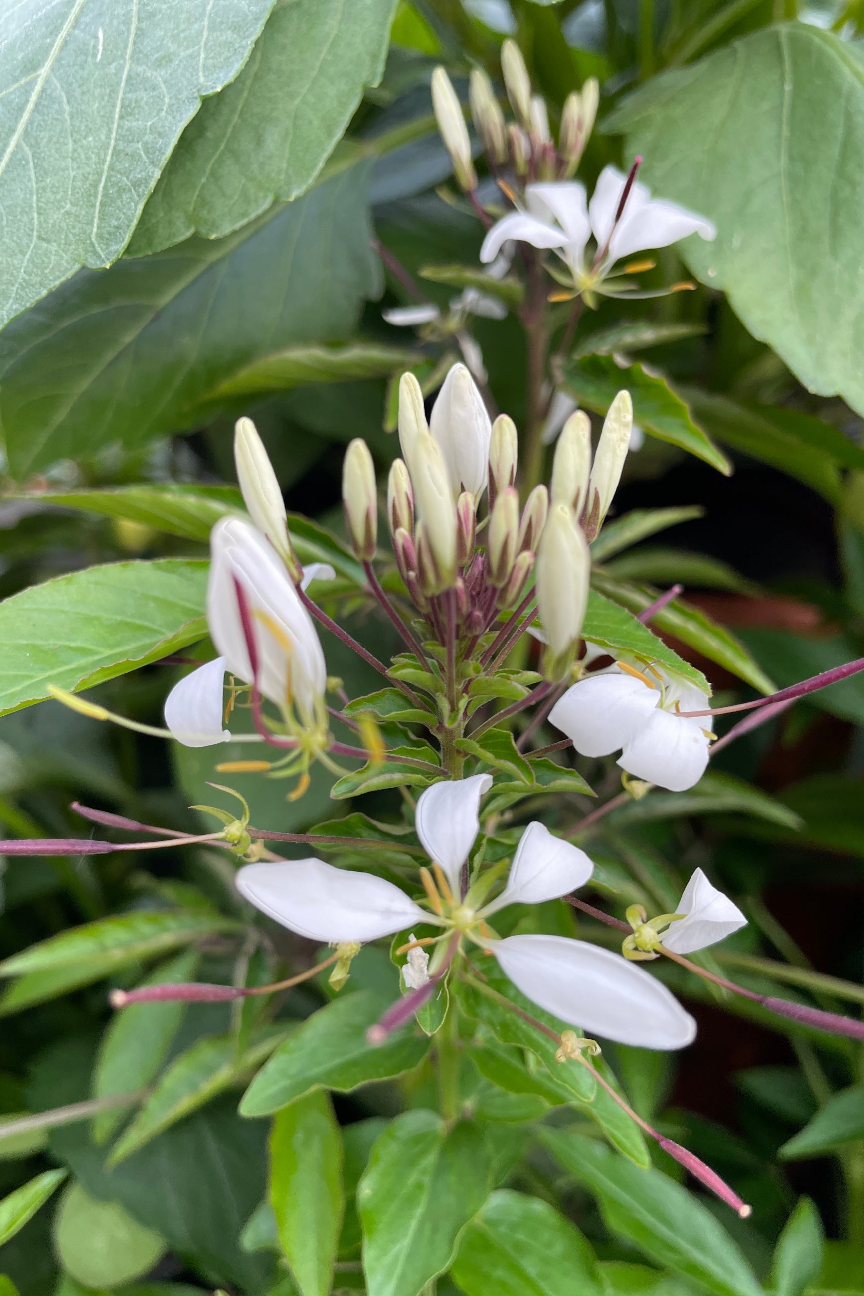 Cleome Seeds (Assorted Colors) - 1 Quart Pack - Perfect for Garden Borders, Flower Beds & Pollinator Gardens