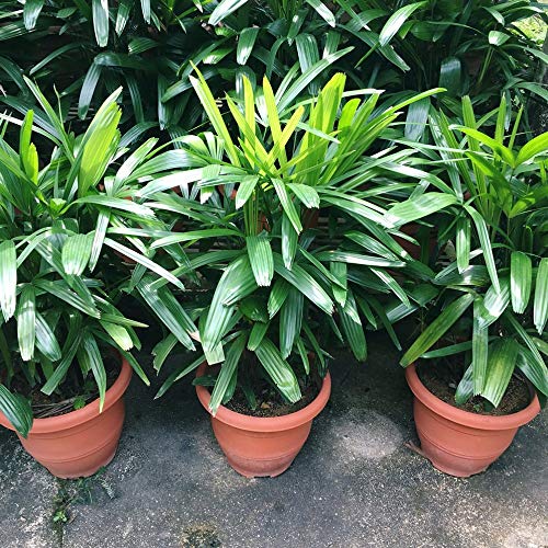 Lady Palm (Rhapis Excelsa) - 8 Inch Live Indoor Outdoor Houseplant in Growers Pot - Air Purifying Plant for Home, Office & Garden Decor