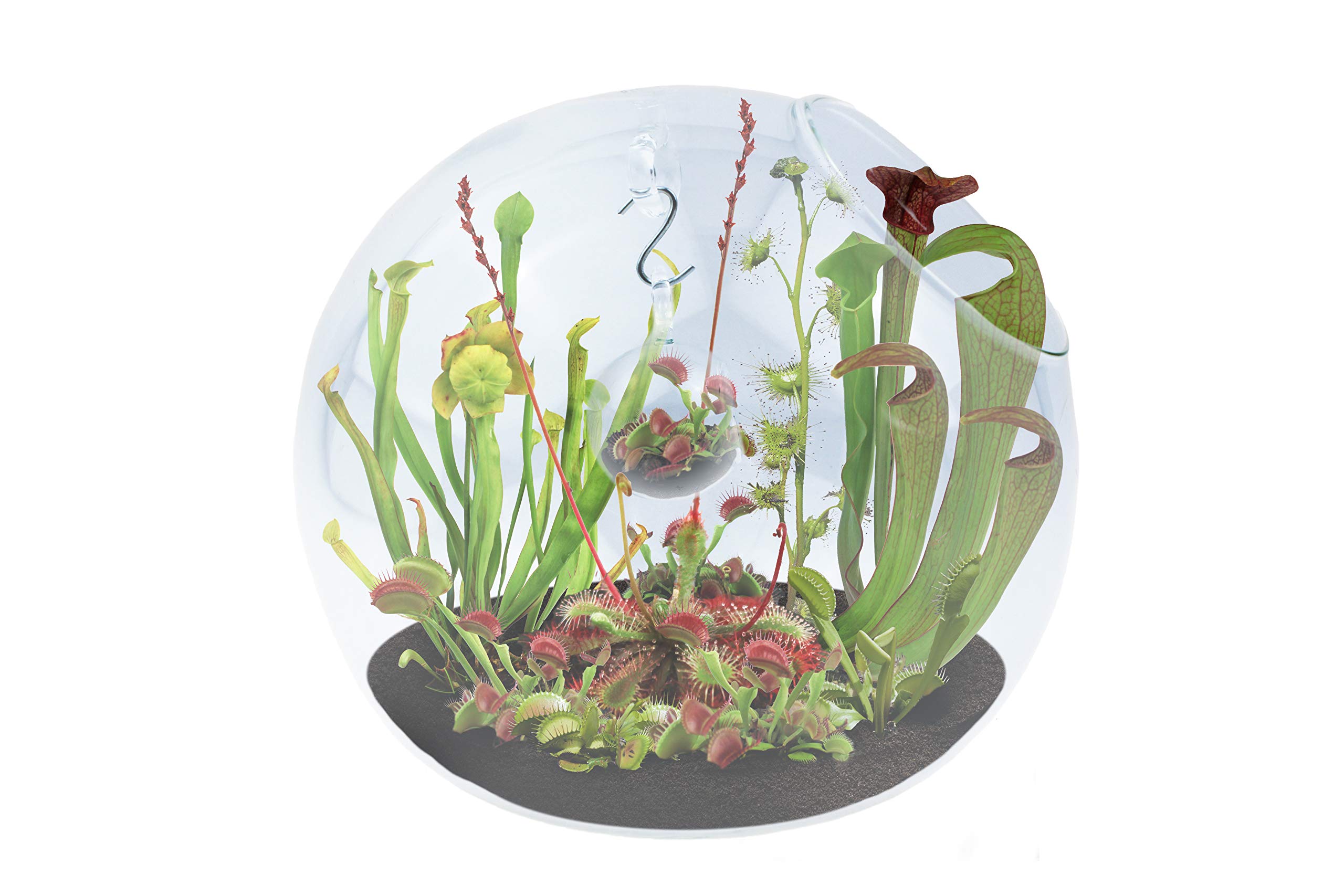 Terrarium Kit with Carnivorous Plants - Venus Flytrap & Sundew Collection for Natural Pest Control | Indoor Garden Decor, Office Desk Plant, Unique Gift for Plant Lovers