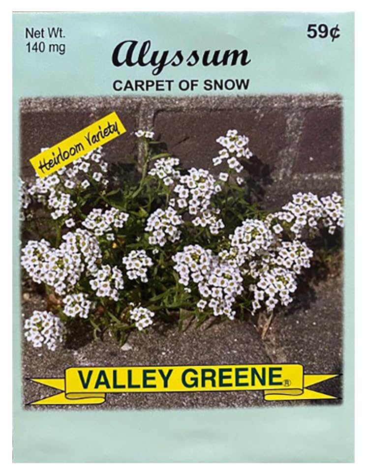 Alyssum