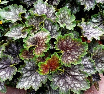 Silver Coral Bells Heuchera Seeds - Pack of 50 - Perennial Shade-Tolerant Flowers for Garden Borders & Containers