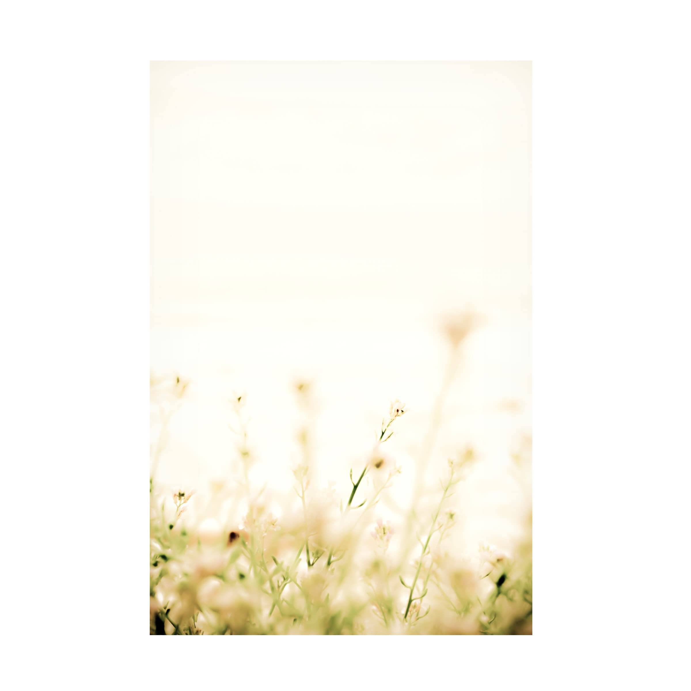 Blue Palomino 'Translucent Beach Flowers I' Canvas Wall Art Print - Coastal Home Decor for Living Room, Bedroom & Office