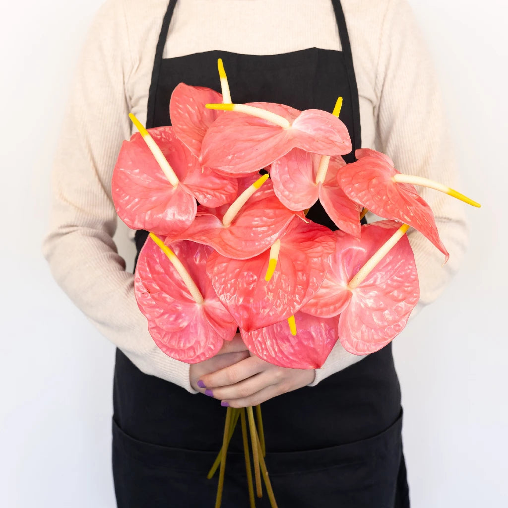 Anthurium Summer Crush Blush Tropical Flower - Live Exotic Houseplant for Home & Office Decor - Perfect for Gifts, Weddings, and Tropical-Themed Events