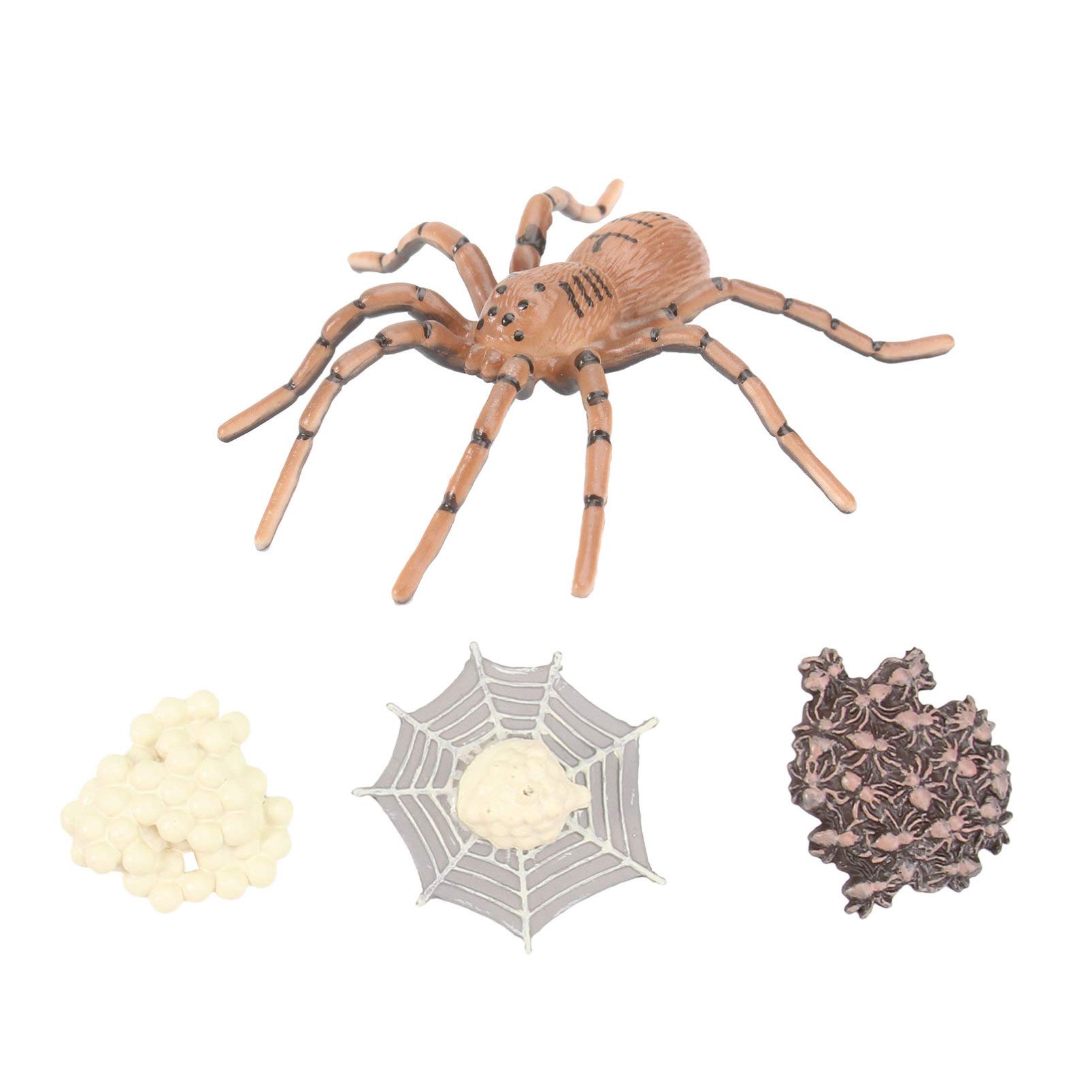 Toddmomy Realistic Spider Life Cycle Model Toy - Educational Insect Life Cycle Figures for Kids, Science Teaching Aid | Perfect for Classroom Learning & Homeschool Biology Lessons