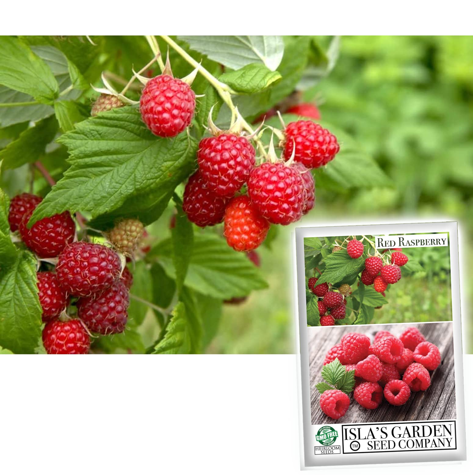 100 Heirloom Red Raspberry Seeds (Rubus idaeus) - Non-GMO European Raspberry Framboise for Home Garden Planting - Perfect for Jams, Baking & Fresh Eating