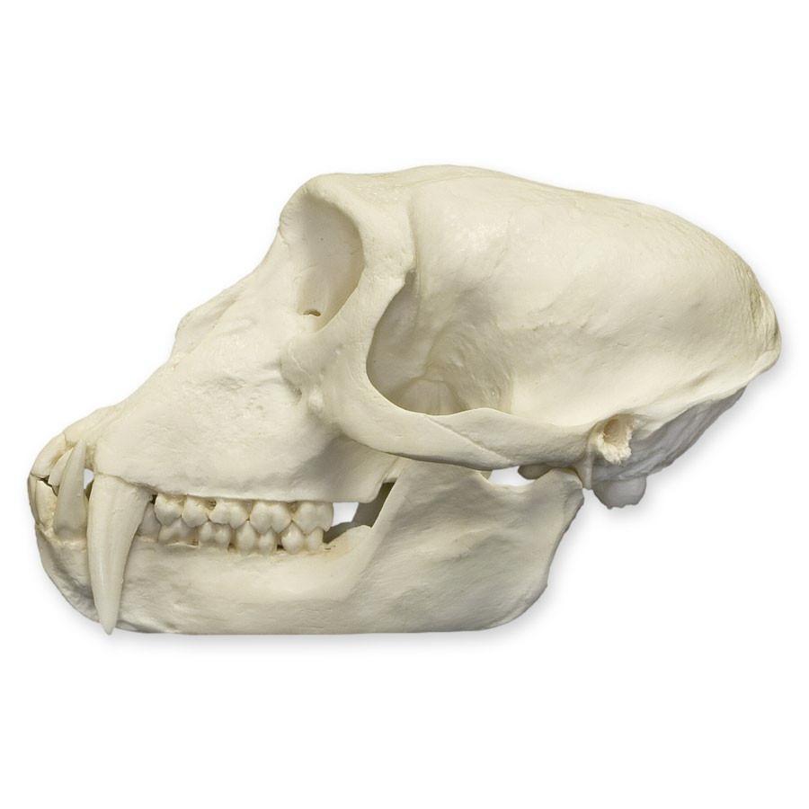 Authentic Replica Patas Monkey Skull - Handcrafted Collectible for Home Decor, Halloween Props & Anthropology Studies