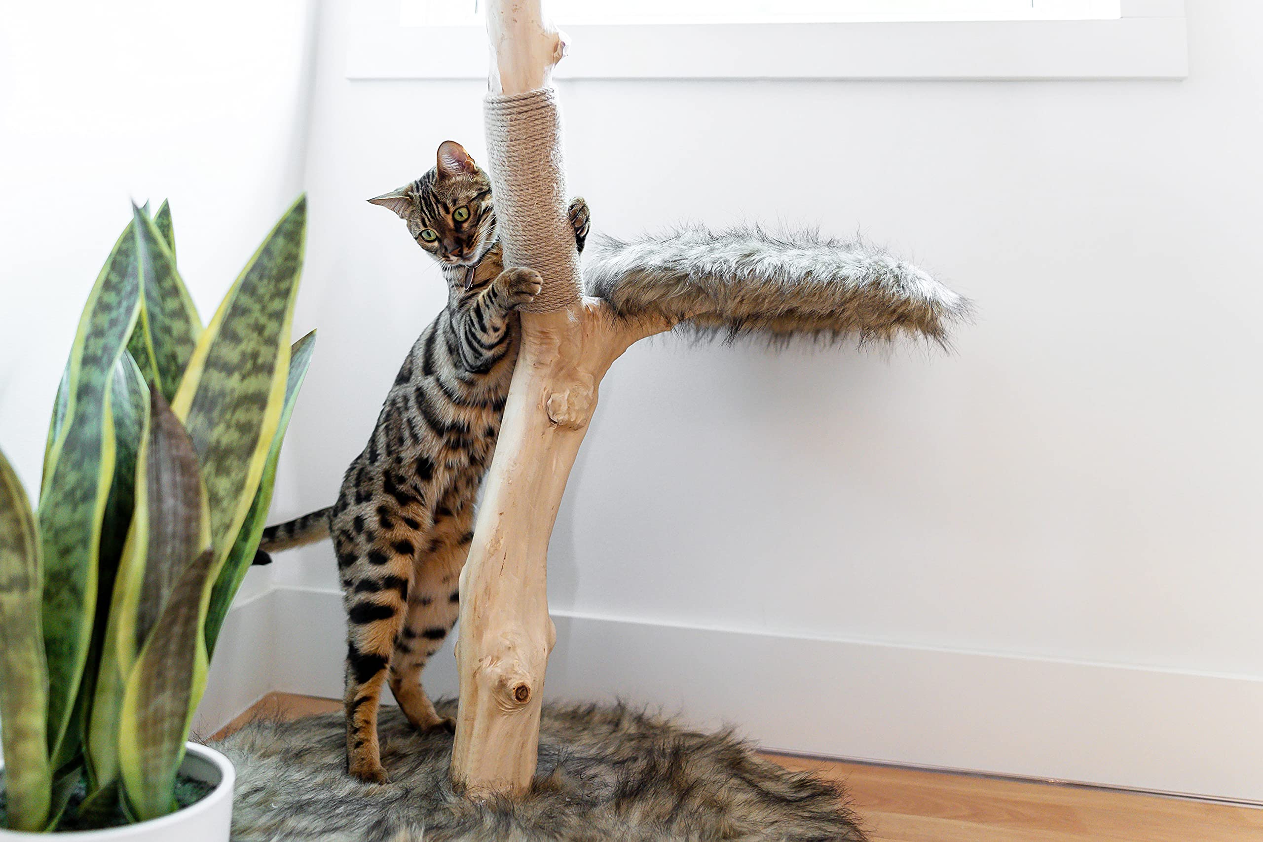 Modern Wooden Cat Tree Tower - Single Branch Cat Condo & Climbing Furniture for Indoor Cats - Perfect Cat Lover Gift by MAU LIFESTYLE (Brown) - Ideal for Small Spaces & Playful Kittens