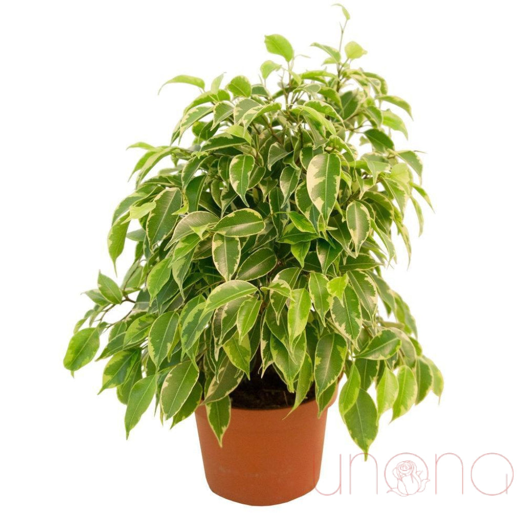 Ficus Benjamina Weeping Fig Tree - Indoor House Plant for Home & Office Decor - Perfect for Living Room, Bedroom, or Workspace