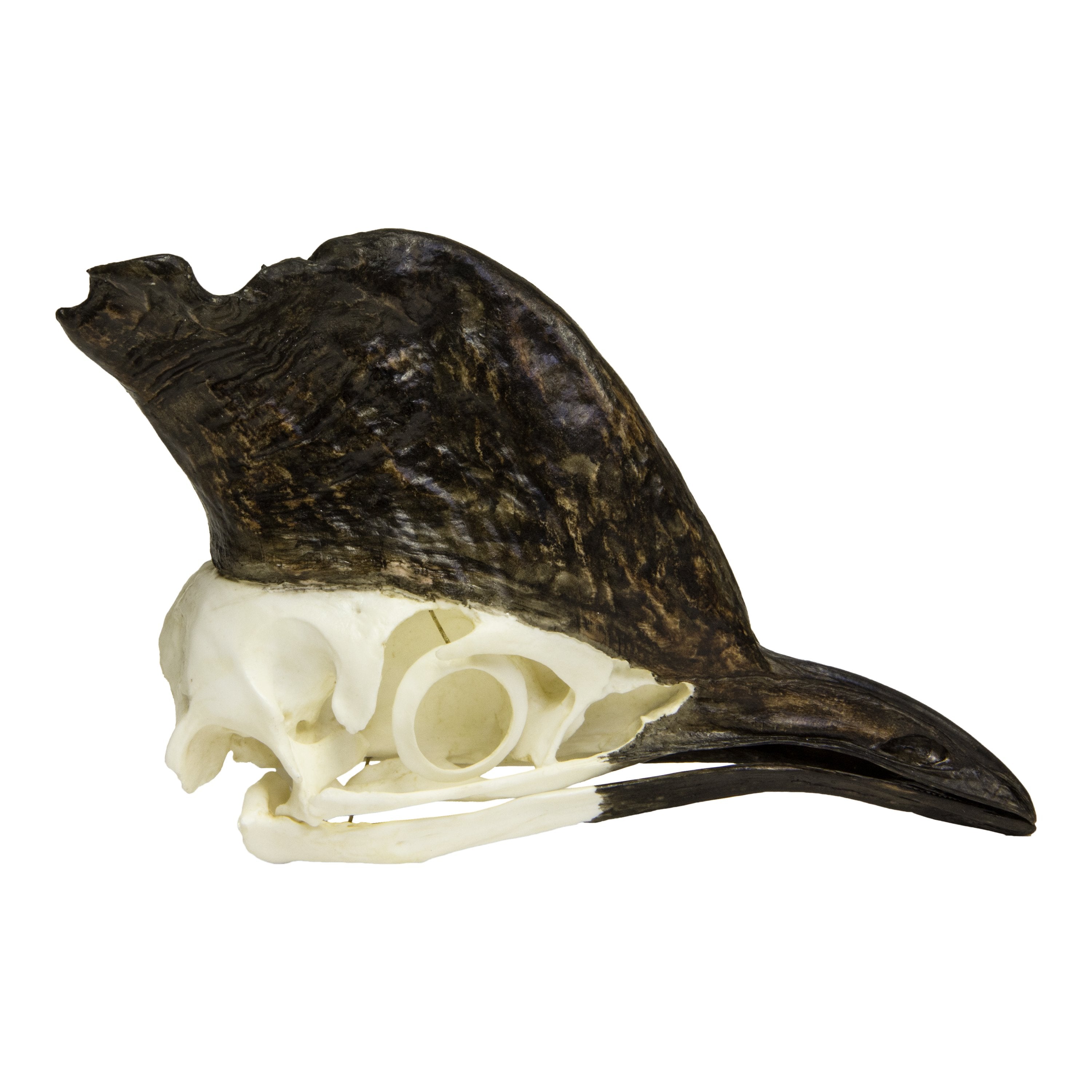 Authentic Replica Cassowary Skull - Lifelike Bird Skull Model for Home Decor, Halloween Props, and Educational Displays