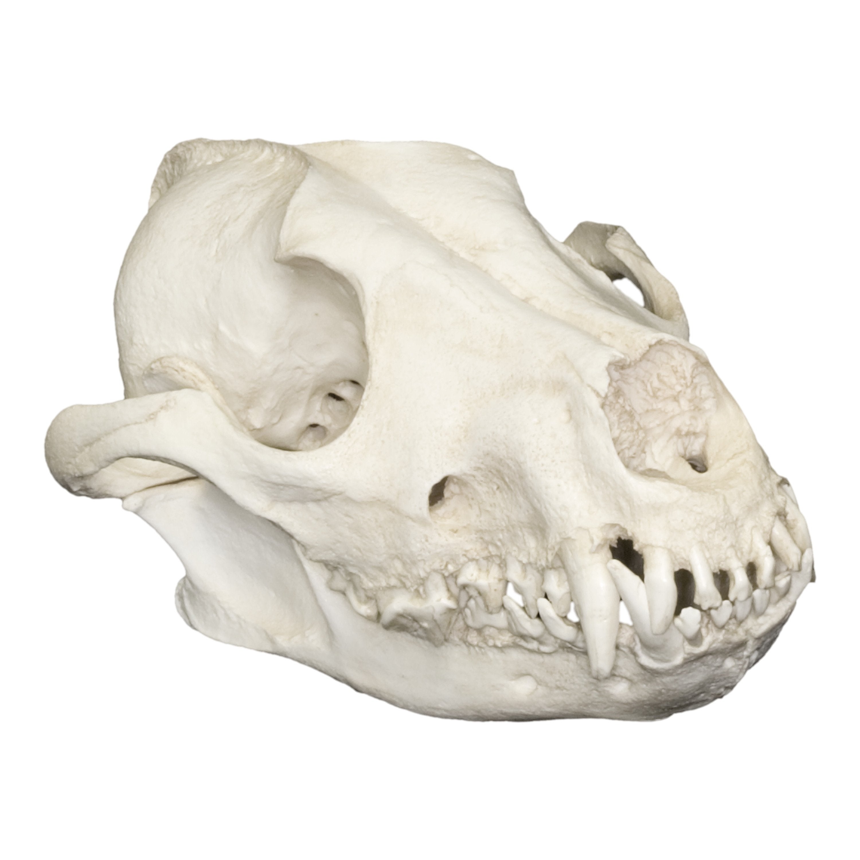 Authentic African Wild Dog Skull Replica - Lifelike Animal Skull Model for Home Decor, Taxidermy, and Educational Displays