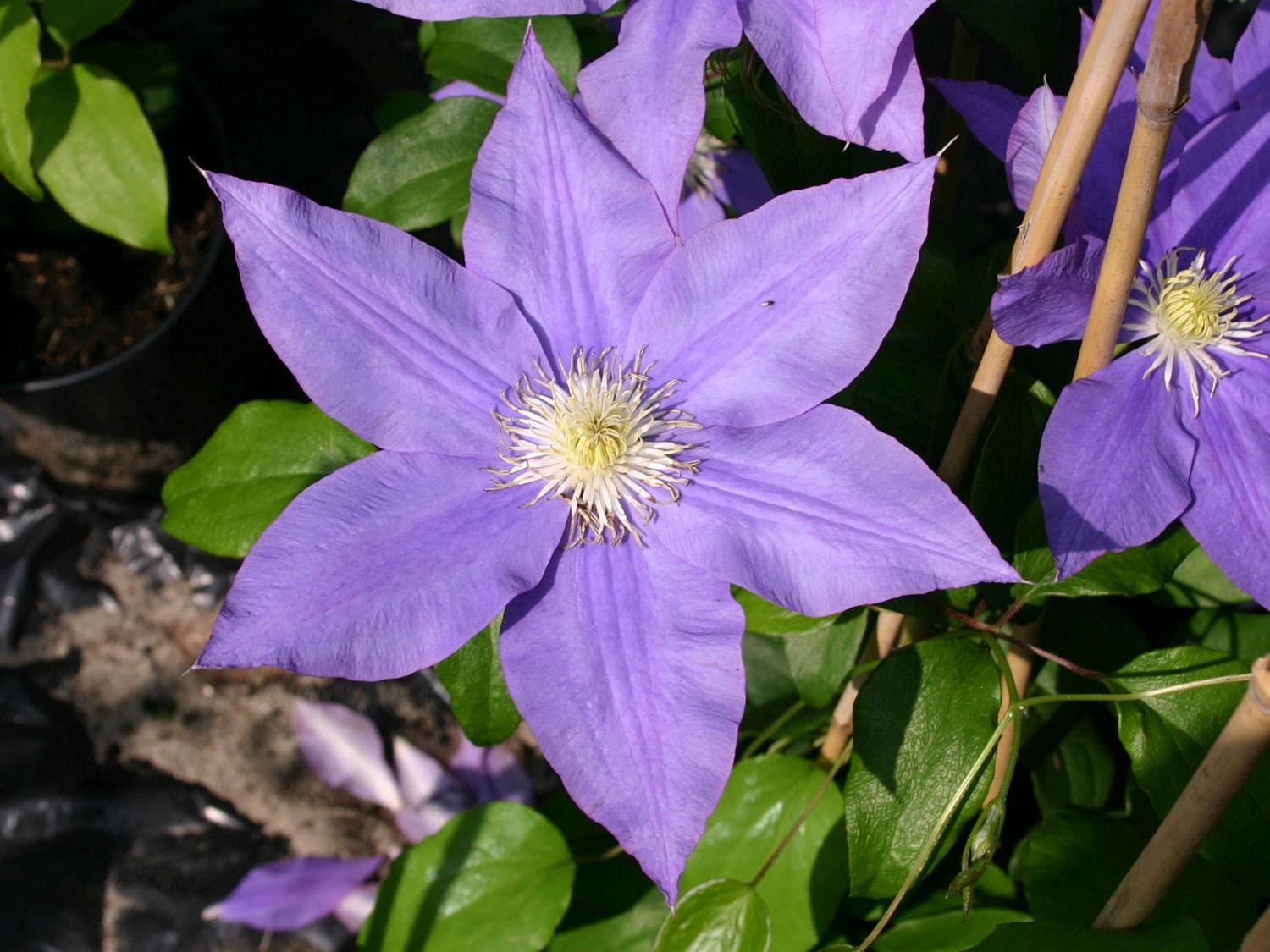 Clematis 'HF Young' - 5 Live Plants in 4 Inch Pots - Light Purple Flowering Vine - Ready for Garden Planting - Perfect for Trellises, Fences & Container Gardening