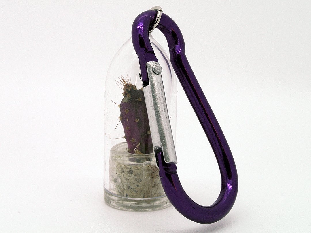 Live Cactus Terrarium Plant with Mini Purple Clip - Unique Succulent Decor for Home, Office & Gifts | Indoor Gardening & Desktop Decor