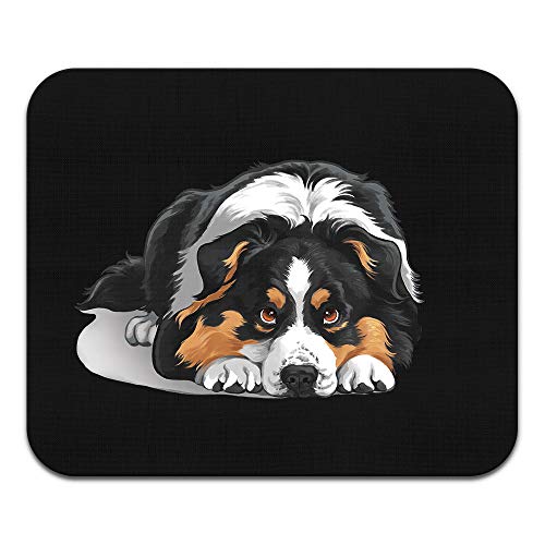 Australian Shepherd Dog Lying Down Looking Up