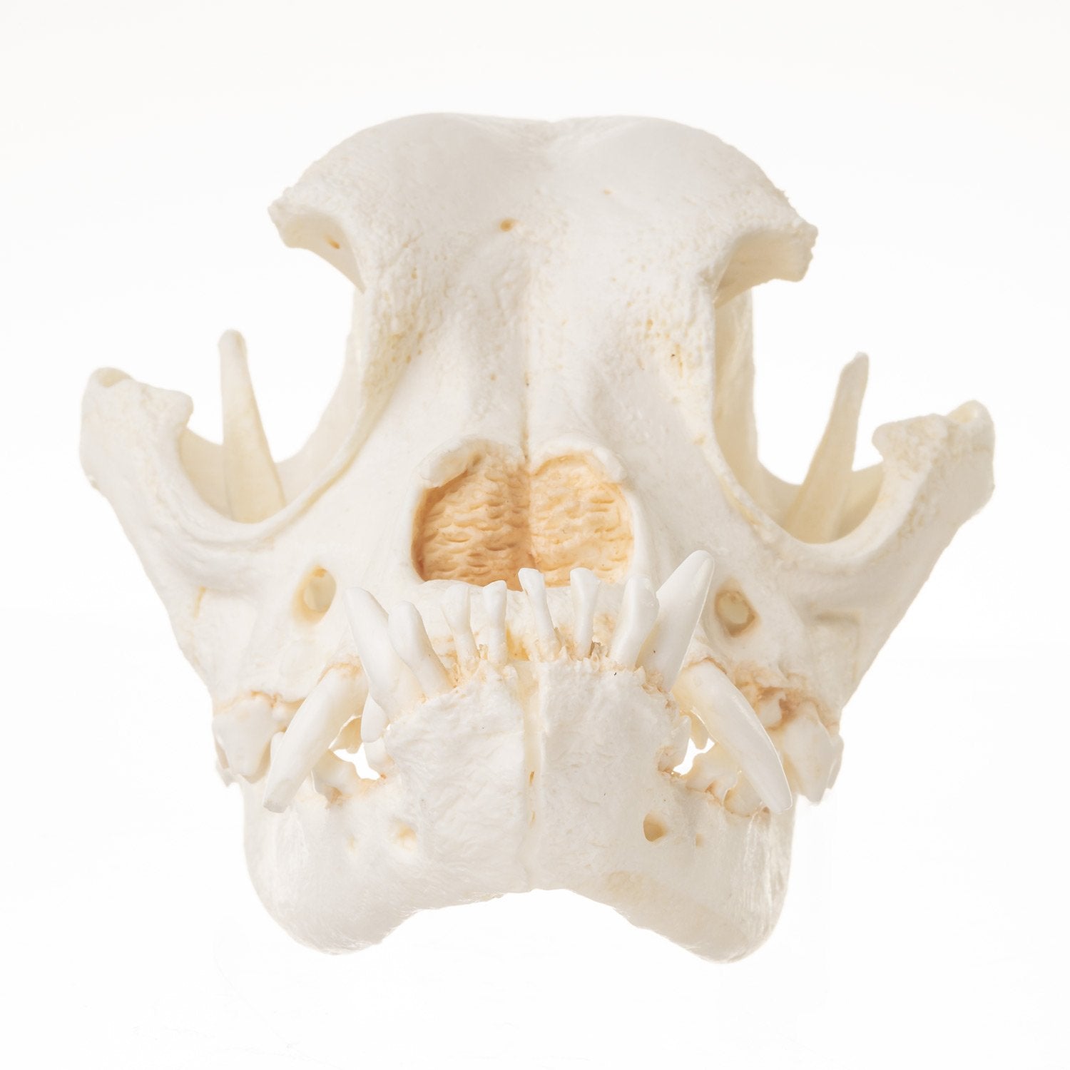 Authentic Replica Boxer Dog Skull - Realistic Canine Anatomy Model for Veterinary Study, Halloween Decor, and Educational Display