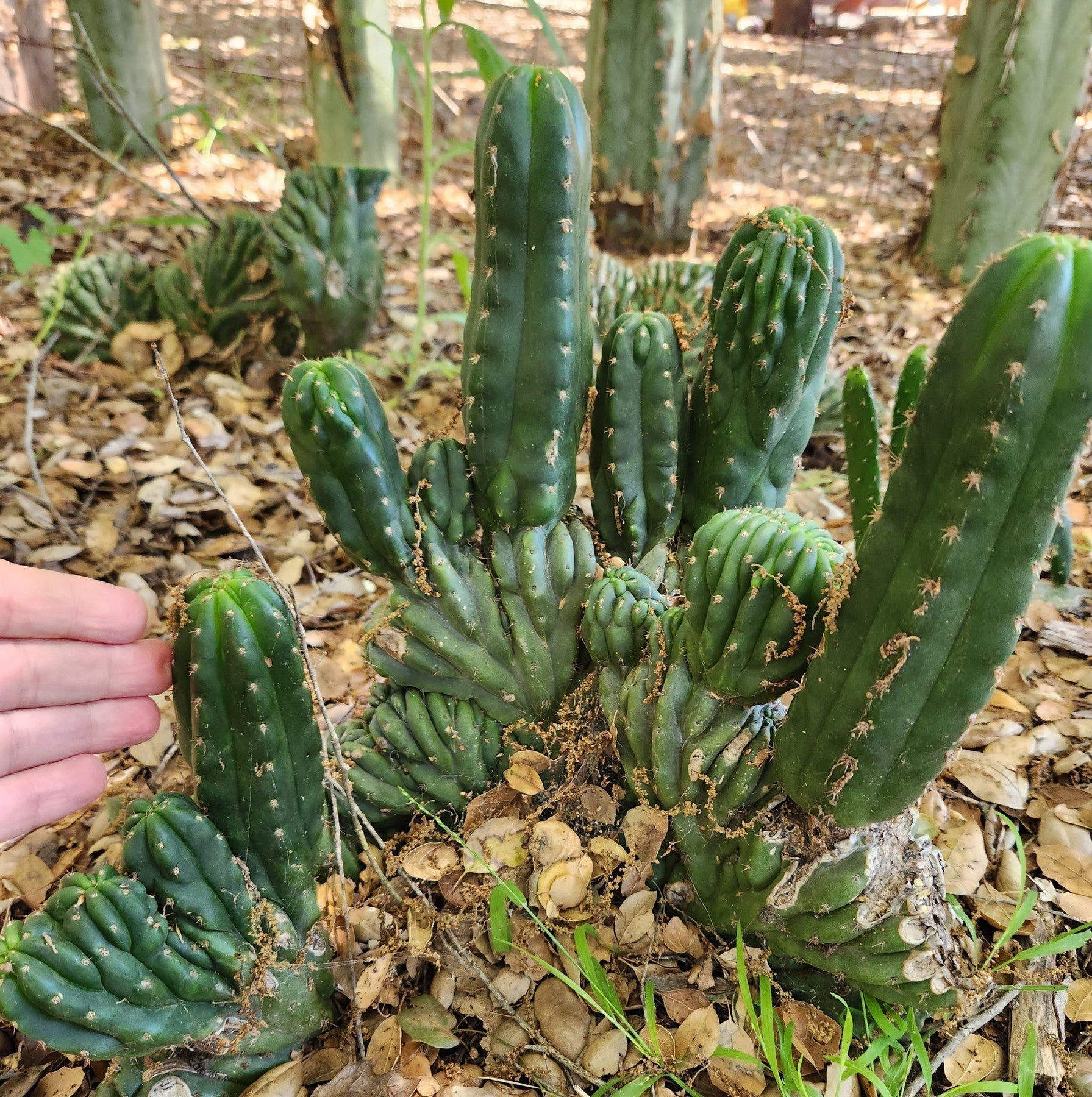 EC93 EXACT Trichocereus Pachanoi San Pedro TPM Crested & Monstrose Cactus - Rare Collectible Succulent for Home Decor & Spiritual Gardens